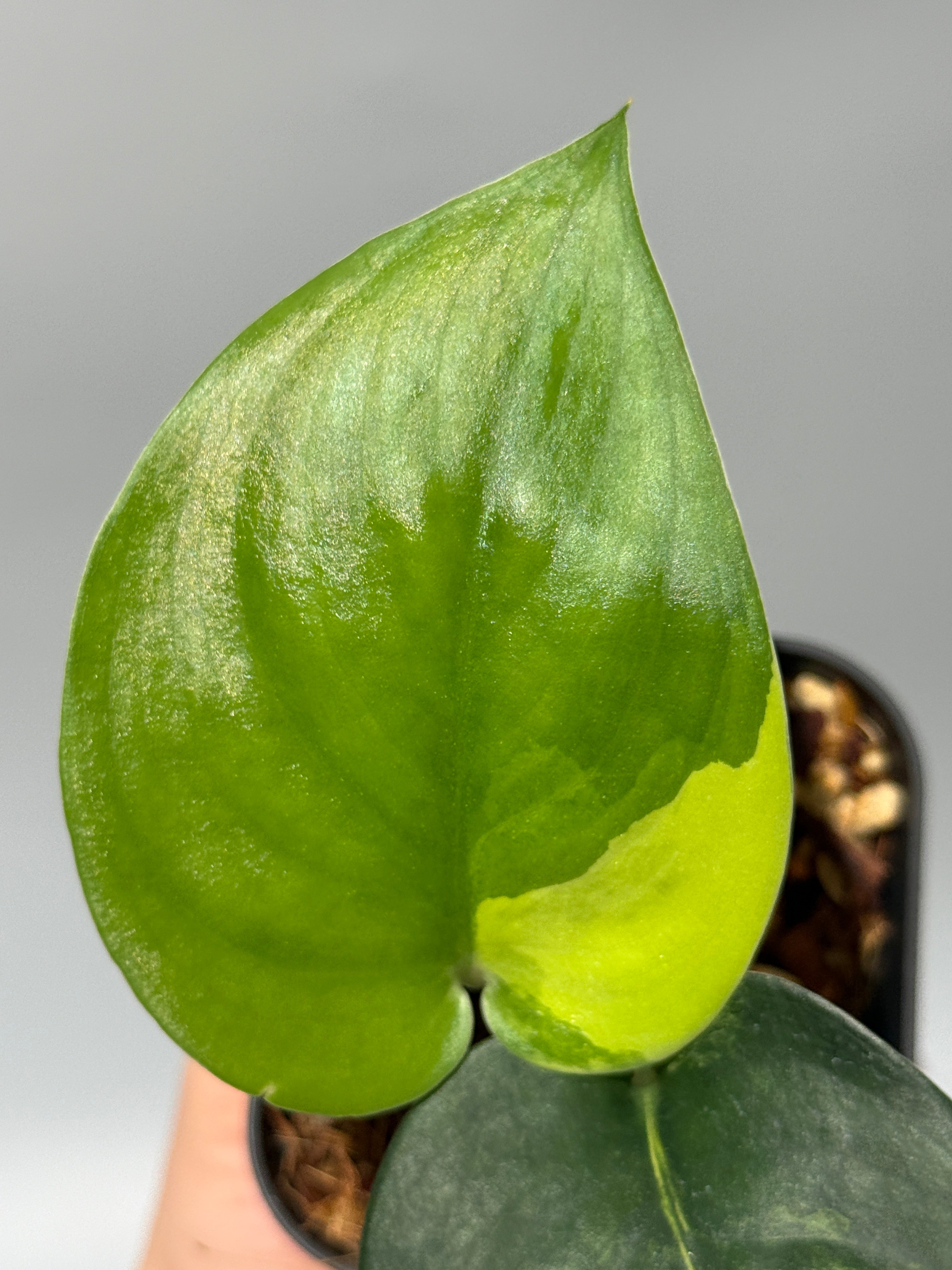 Nakayama Plants公式オンラインストア｜スキンダプサス専門店