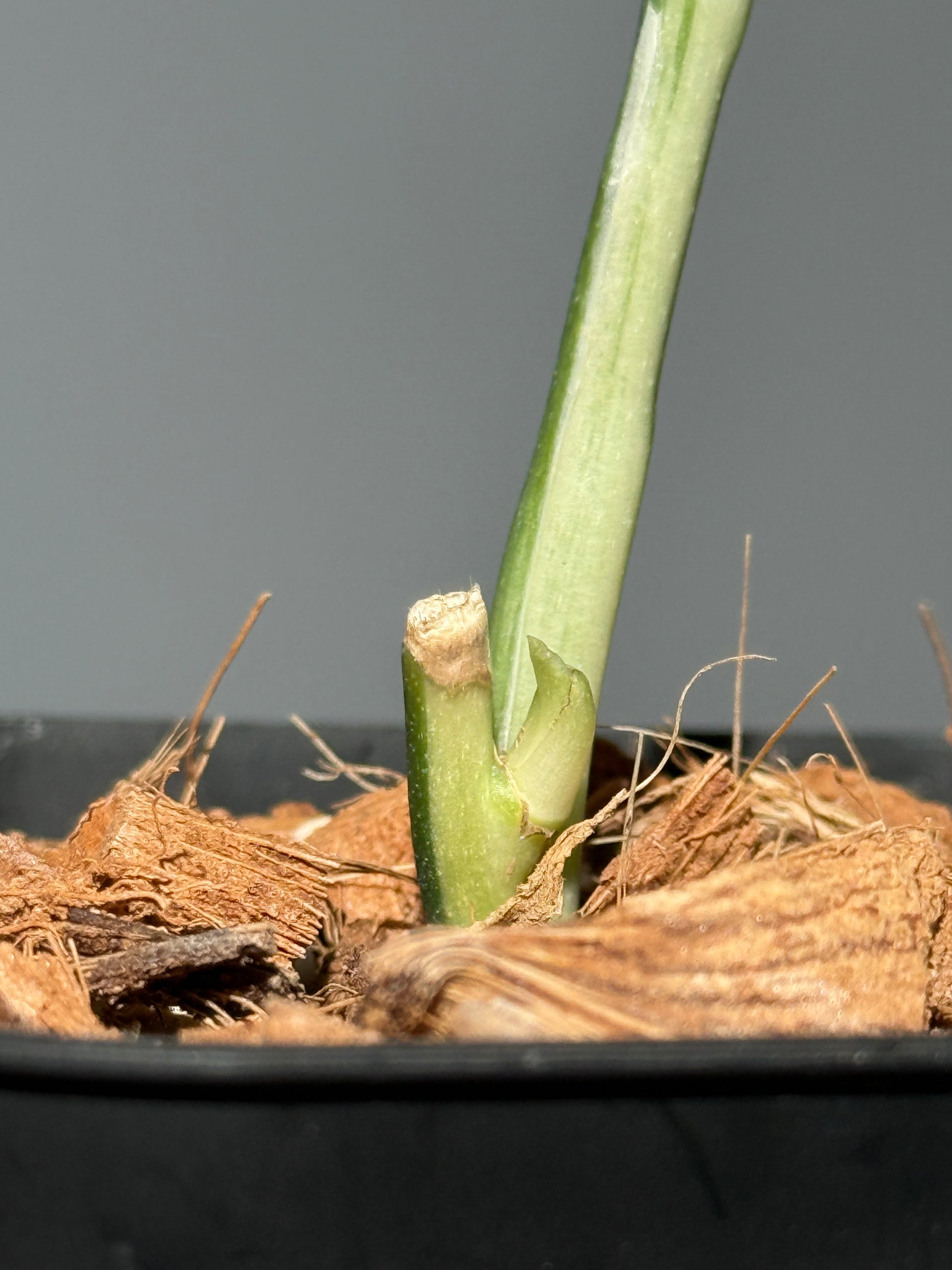 スキンダプサス マリポーサ / Scindapsus Mariposa (2)