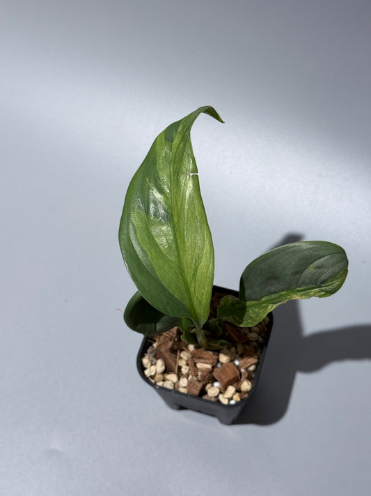 スキンダプサス ペラケンシス ブルーラバ / Scindapsus Perakensis blue lava (1)