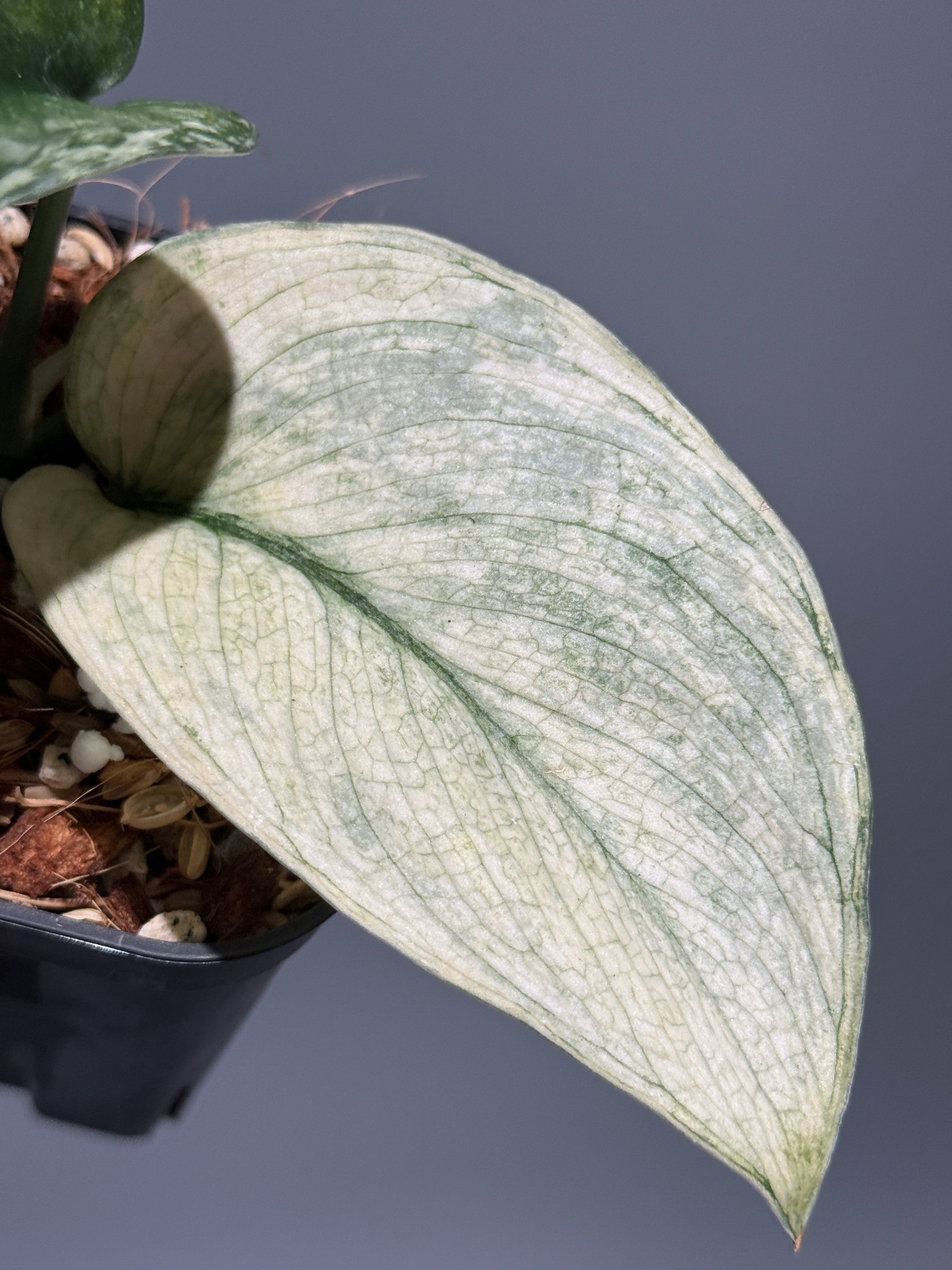 All Plants – Page 2 – Nakayama-Plants