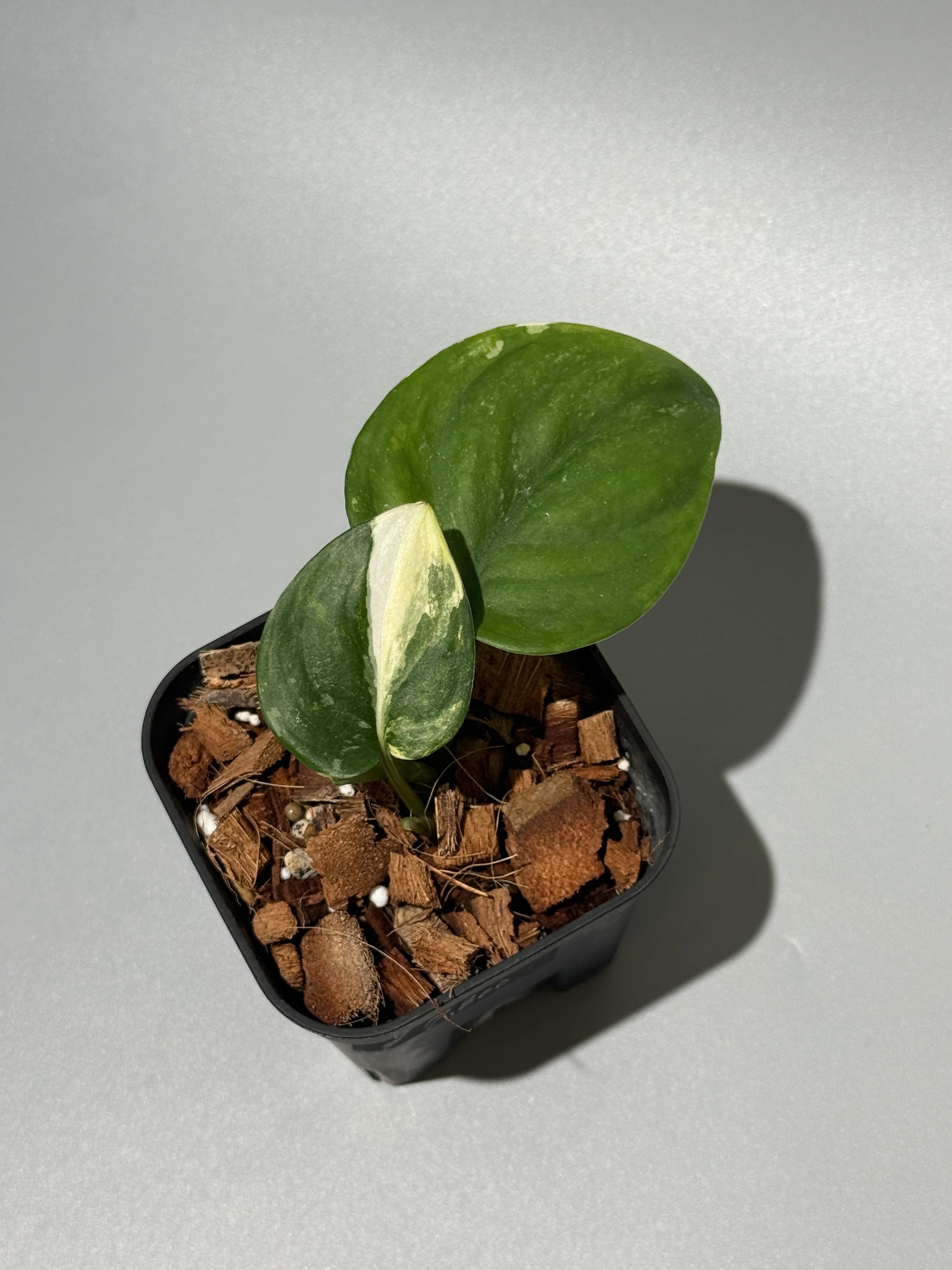 スキンダプサス ジェイドサテン トリカラー  / Scindapsus jadesatin tricolor (1)
