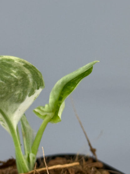 スキンダプサス トレビー マーブル  / Scindapsus treubii marble  (2)