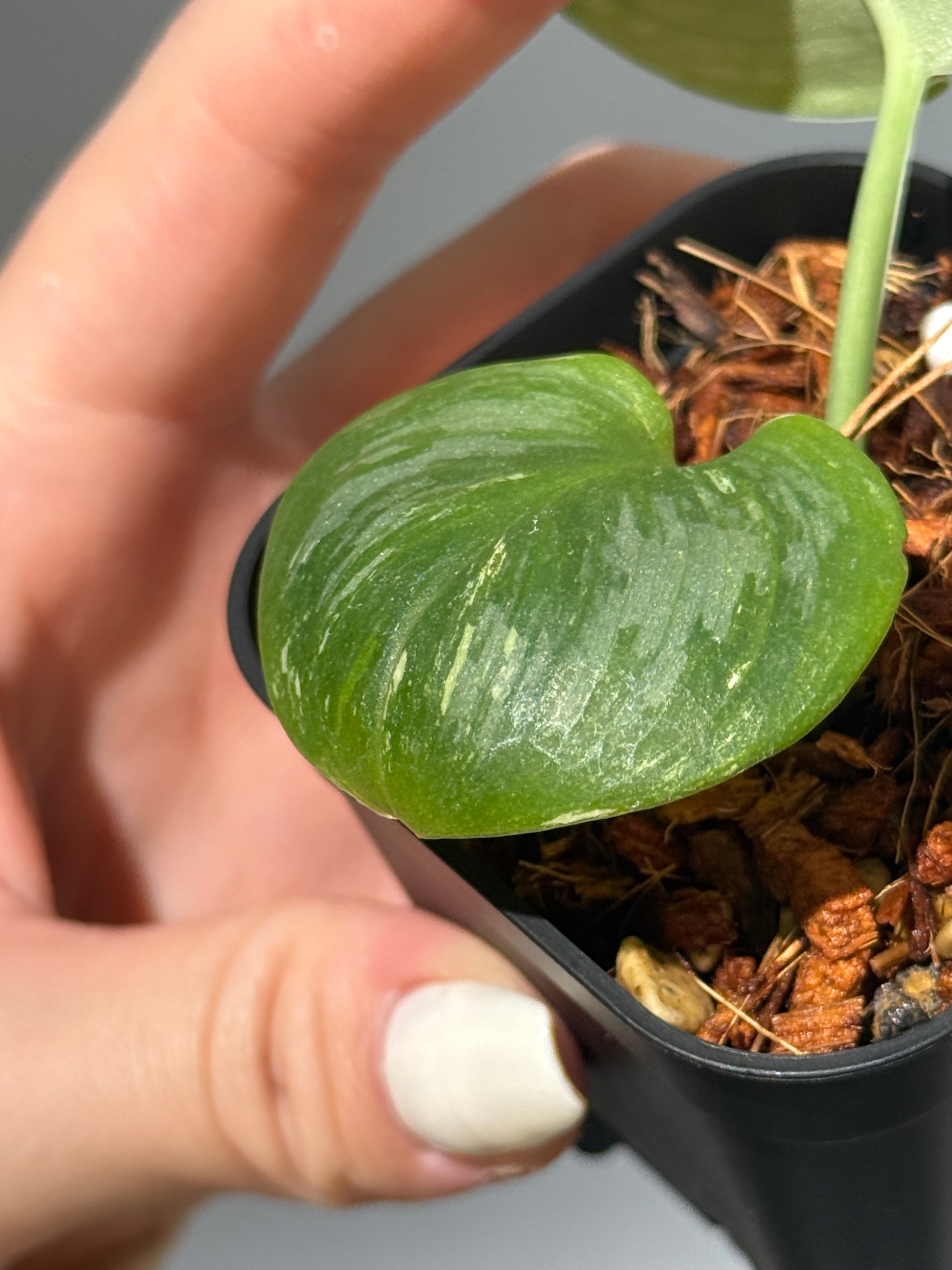 スキンダプサス ルビコン 斑入り  / Scindapsus Rubicon var.  (1)