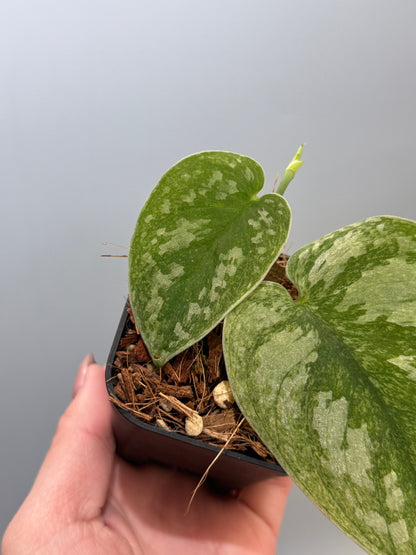 スキンダプサス ネビュラ / Scindapsus Nebula (4)