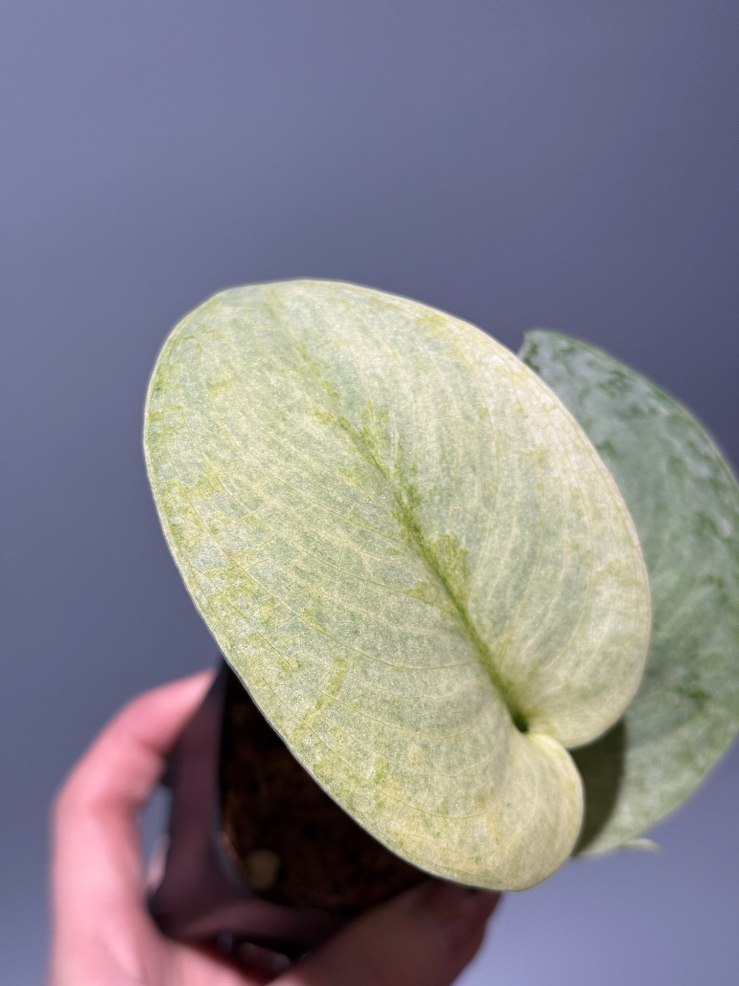 スキンダプサス ニルマラ / Scindapsus nirmala (2)