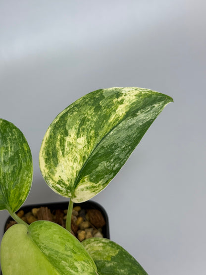 スキンダプサス エキゾチカ トリカラー / Scindapsus exotica tricolor (1)