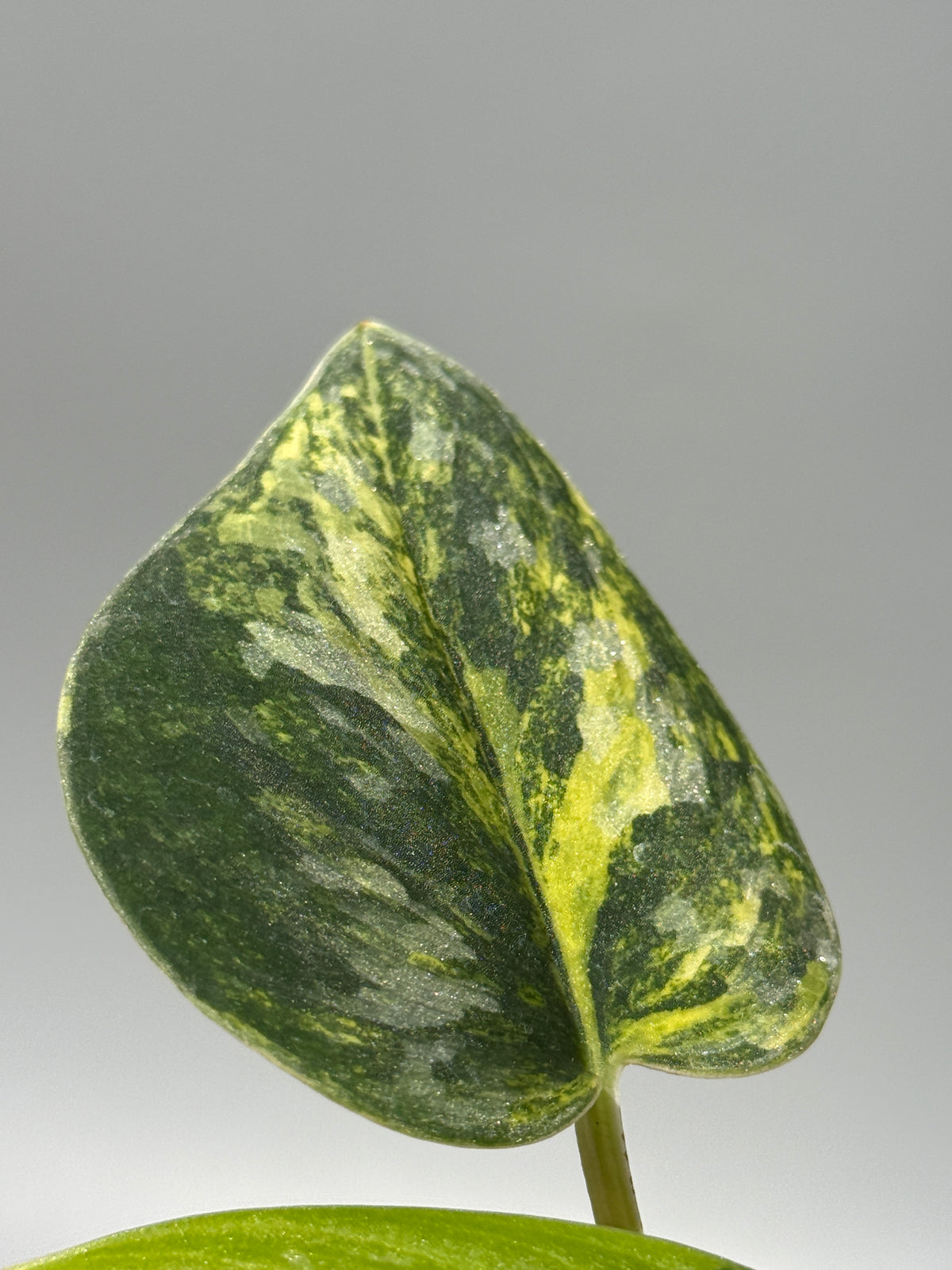 スキンダプサス グリーン ダイヤモンド / Scindapsus Green diamond (1)