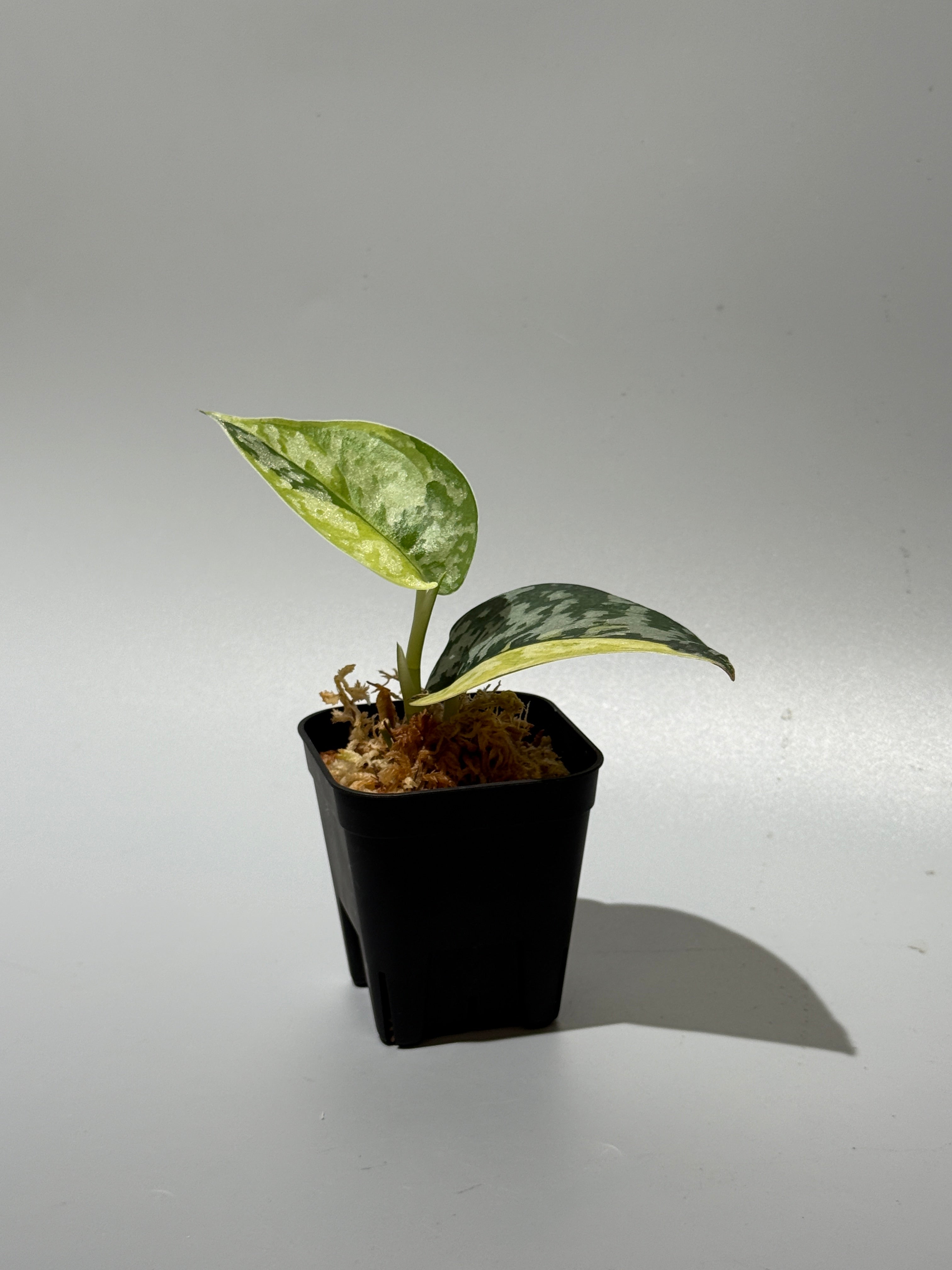 Nakayama Plants公式オンラインストア｜スキンダプサス専門店