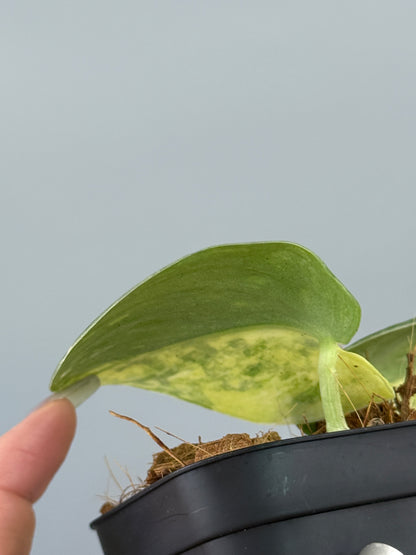 スキンダプサス ファンタジー / Scindapsus Fantasy (2)