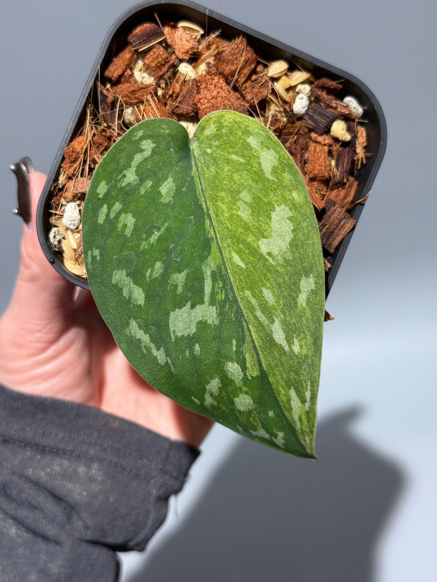 スキンダプサス マッチャ / Scindapsus matcha (4)