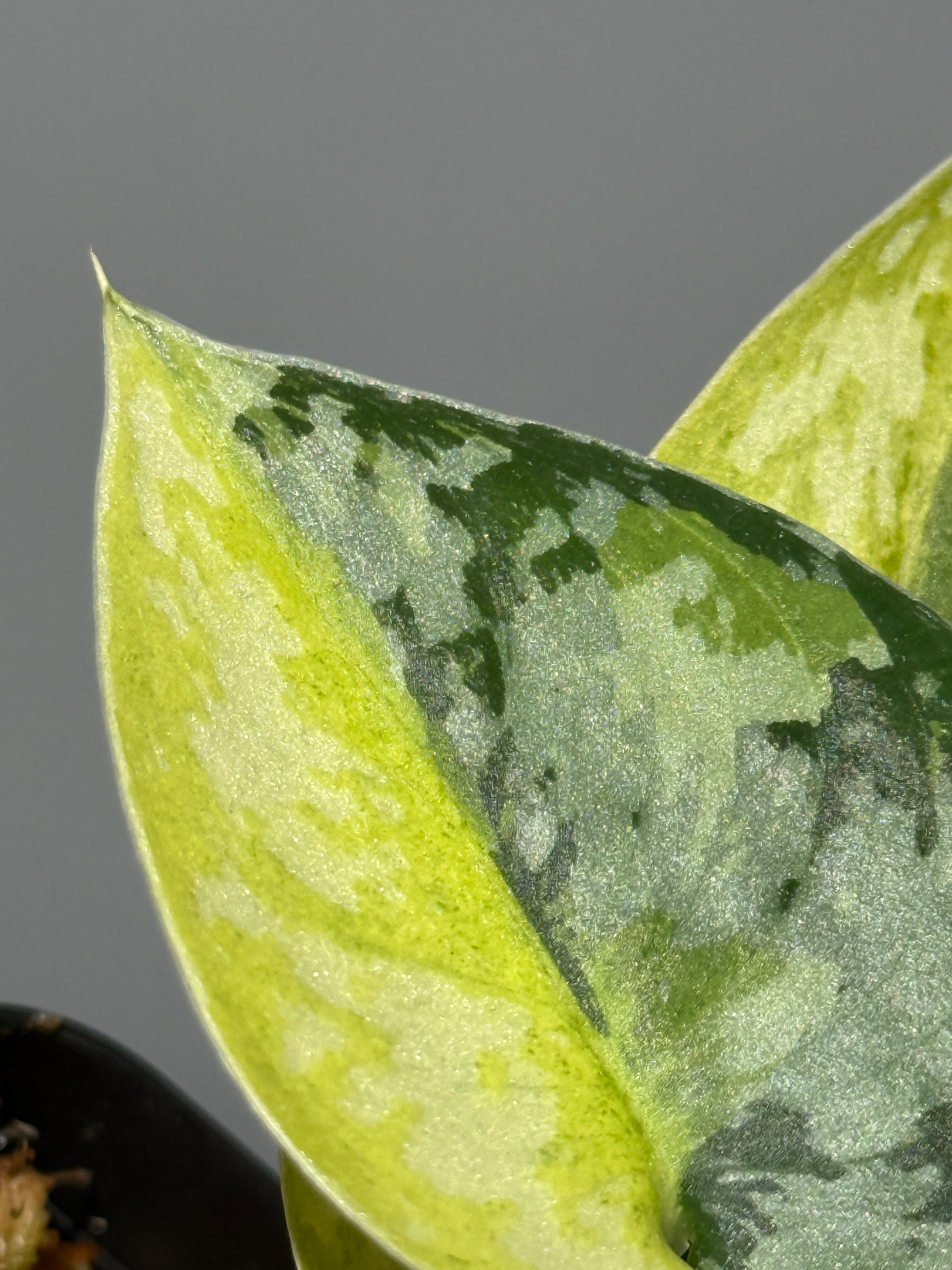 スキンダプサス マハリカ / Scindapsus maharlika (3) – Nakayama-Plants