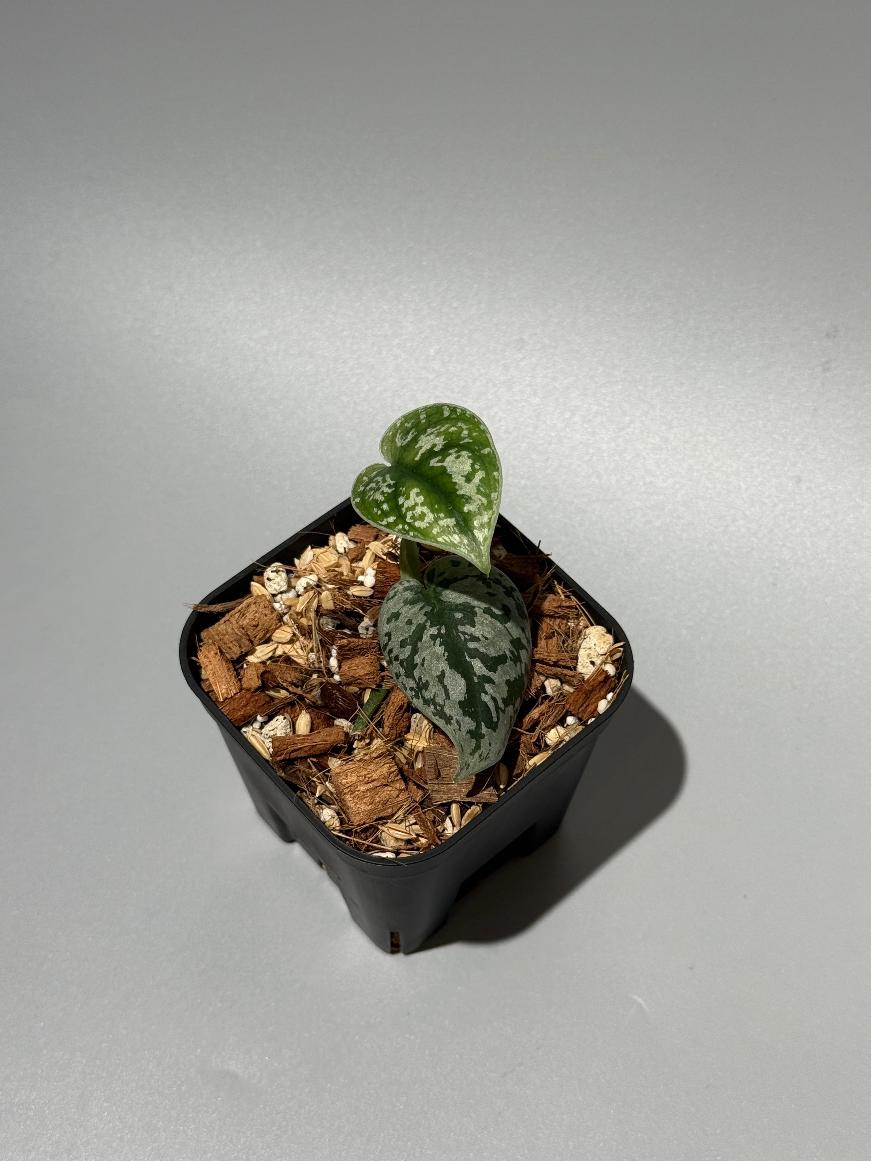 All Plants – Page 2 – Nakayama-Plants