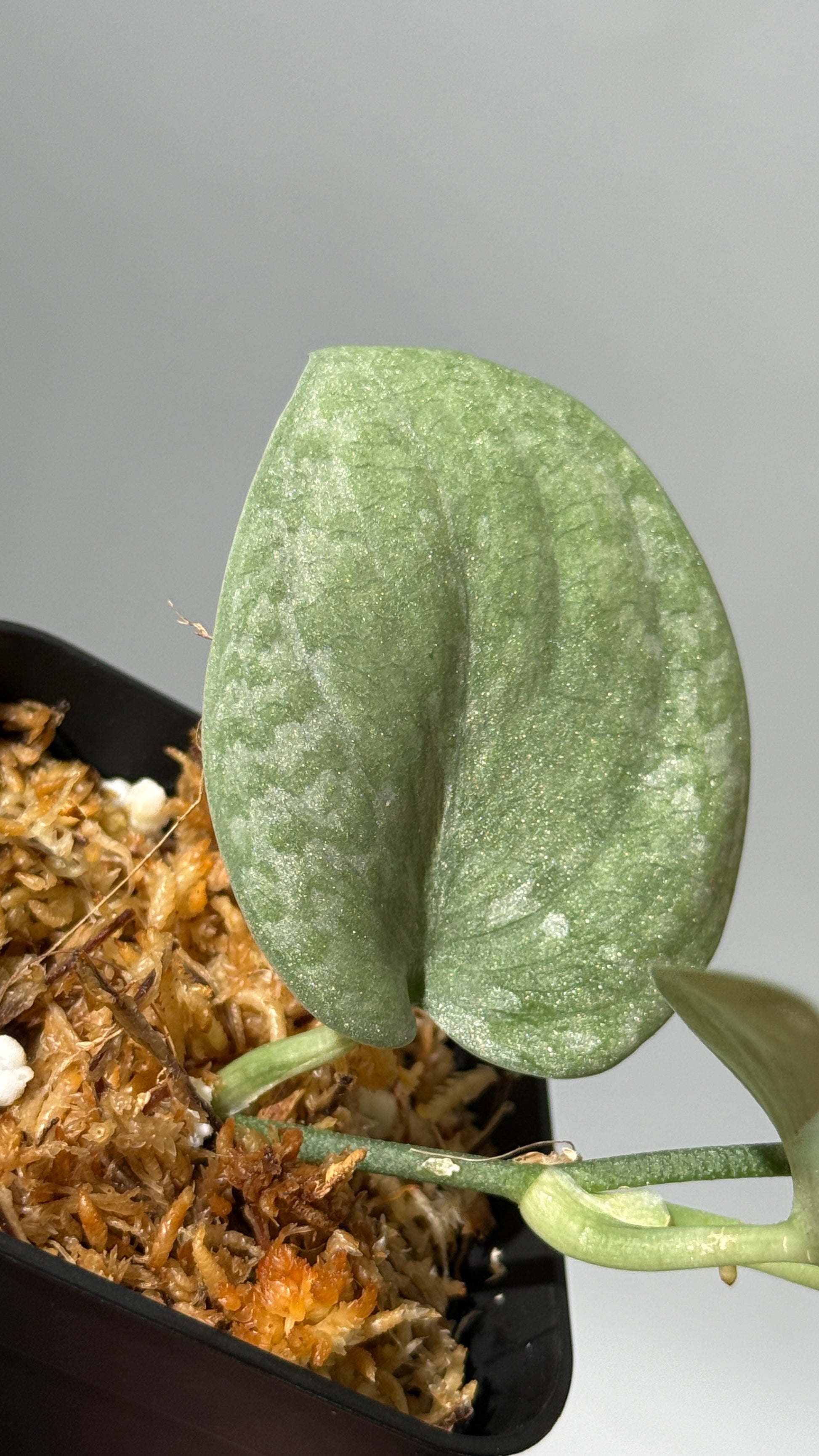 スキンダプサス トリカラー プラチナム  / Scindapsus Tricolor silver platinum full silver (1)