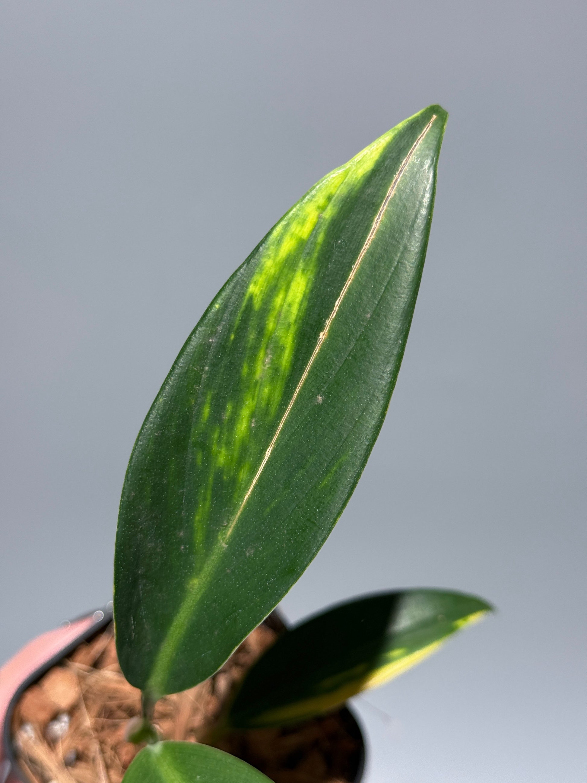 スキンダプサス コリアセウス イエロー / Scindapsus coriaceus yellow (1)