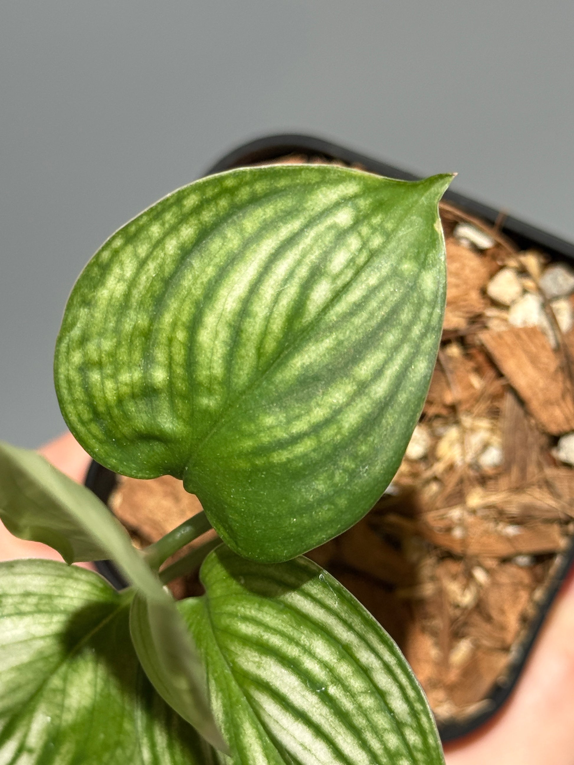 スキンダプサス ホワイトモンスター / Scindapsus whitemonster (2)