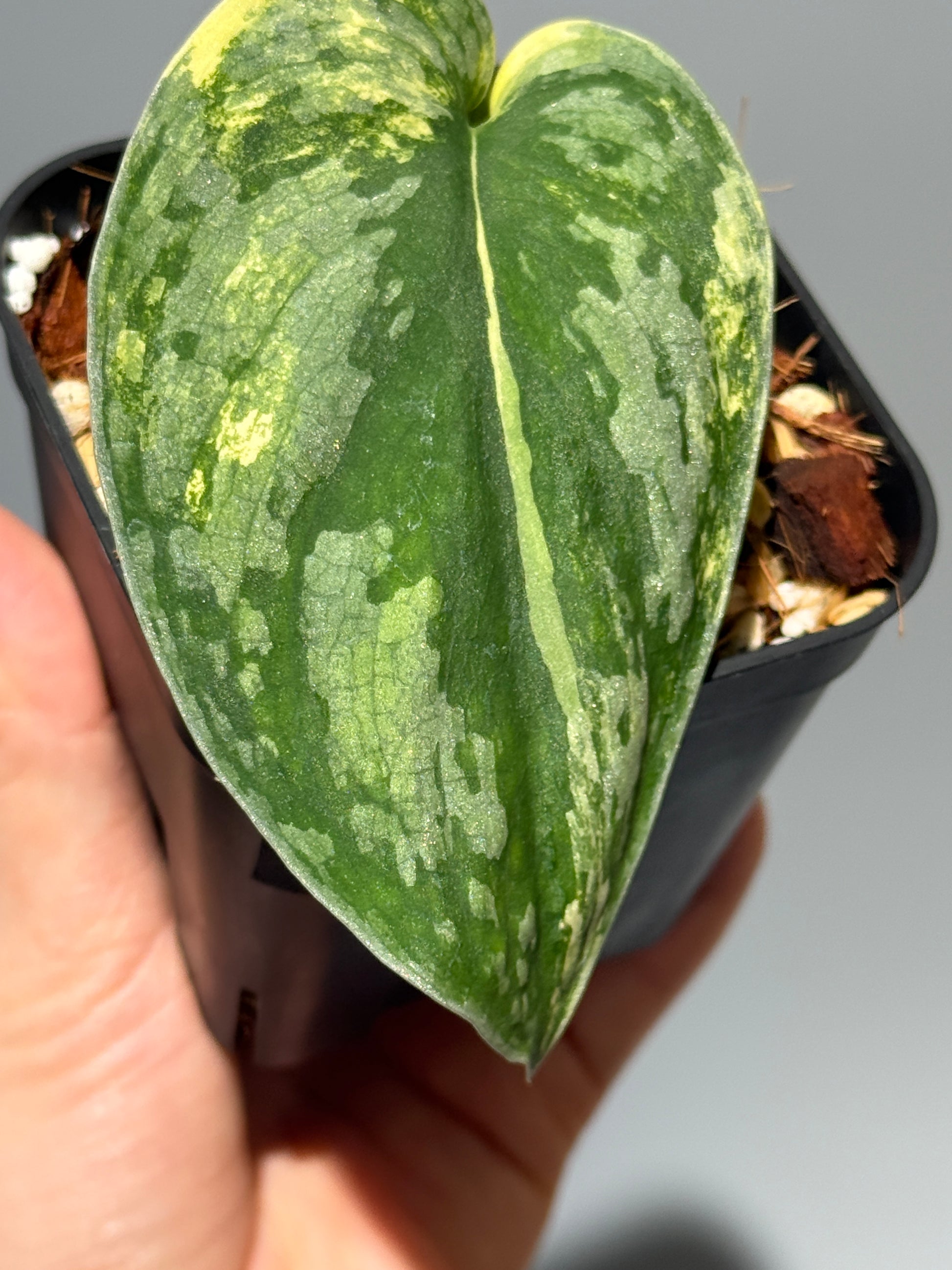 スキンダプサス アンダラス / Scindapsus Andalas (2)