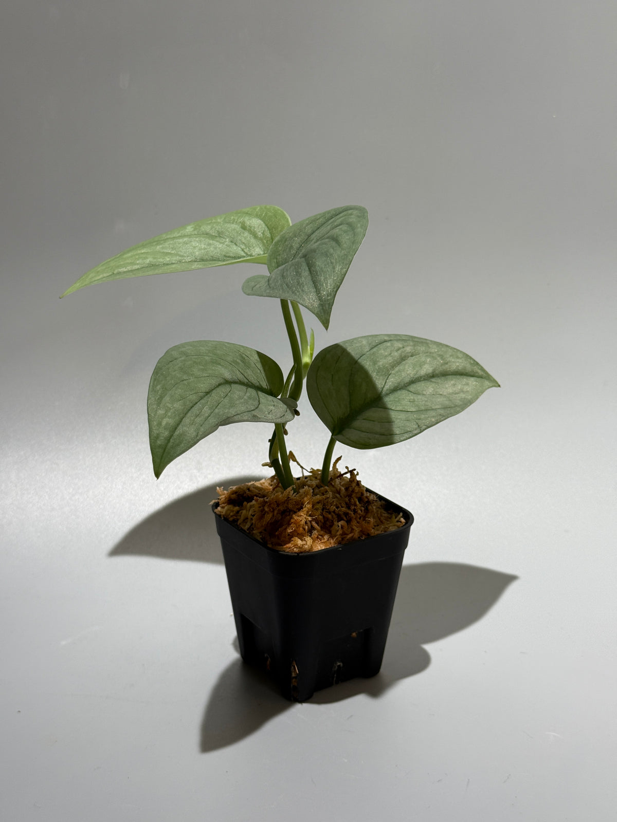 スキンダプサス グリーンベイン / Scindapsus Green vein (1)