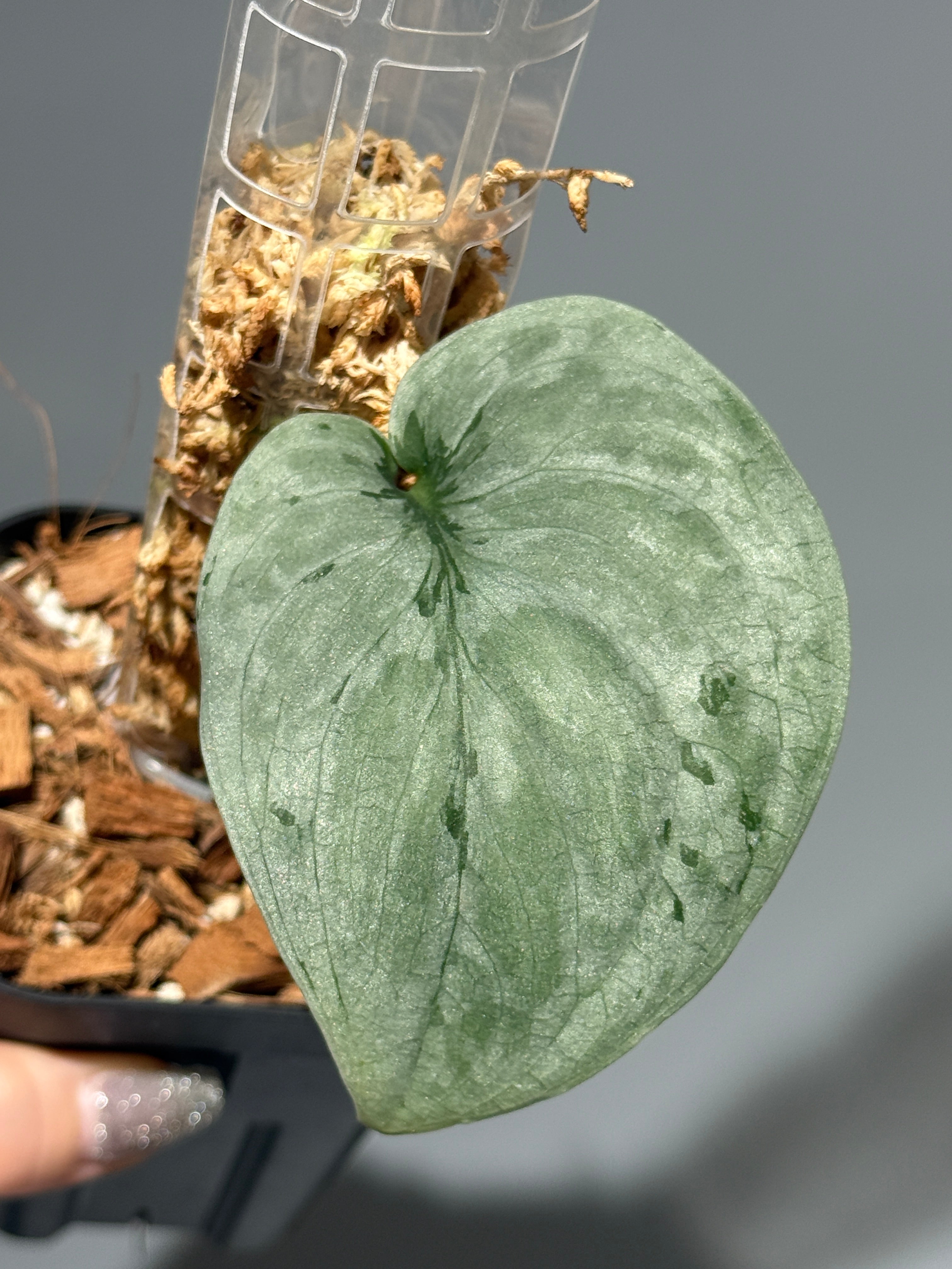 All Plants – Nakayama-Plants