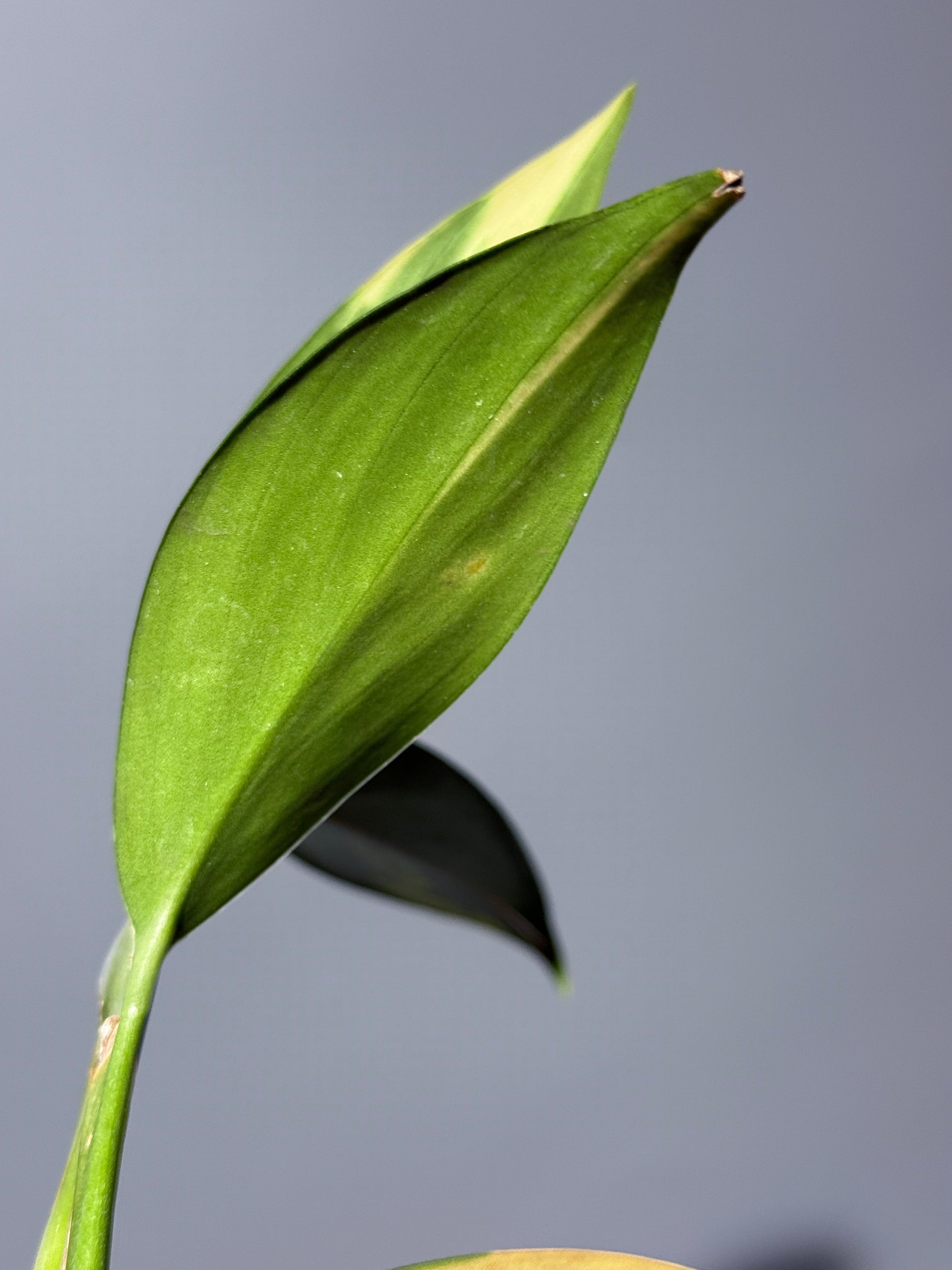 スキンダプサス コリアセウス イエロー / Scindapsus coriaceus yellow (1)