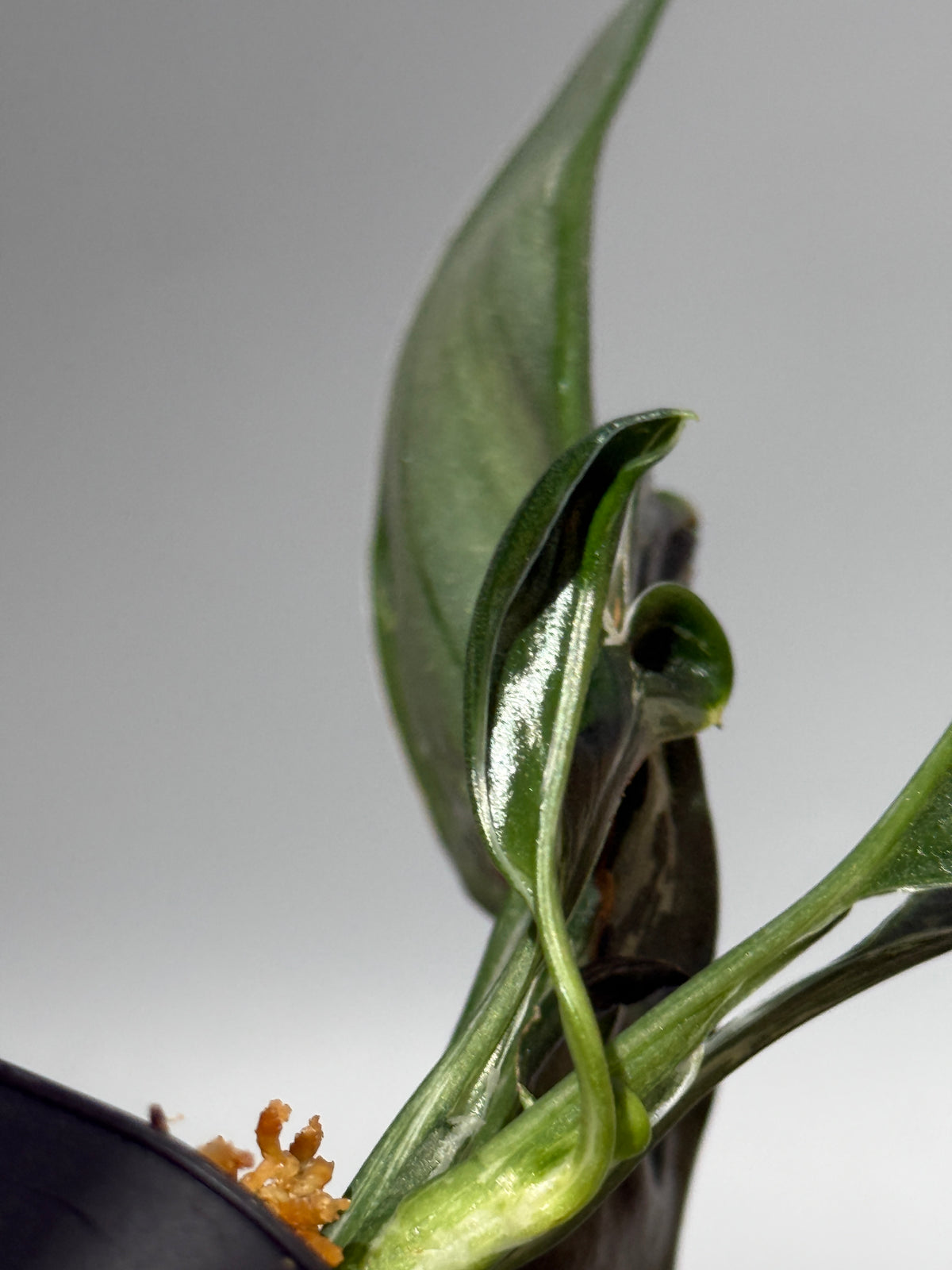 スキンダプサス トレビー ダークフォーム ミューテーション/Scindapsus Treubii darkform mutation (1)