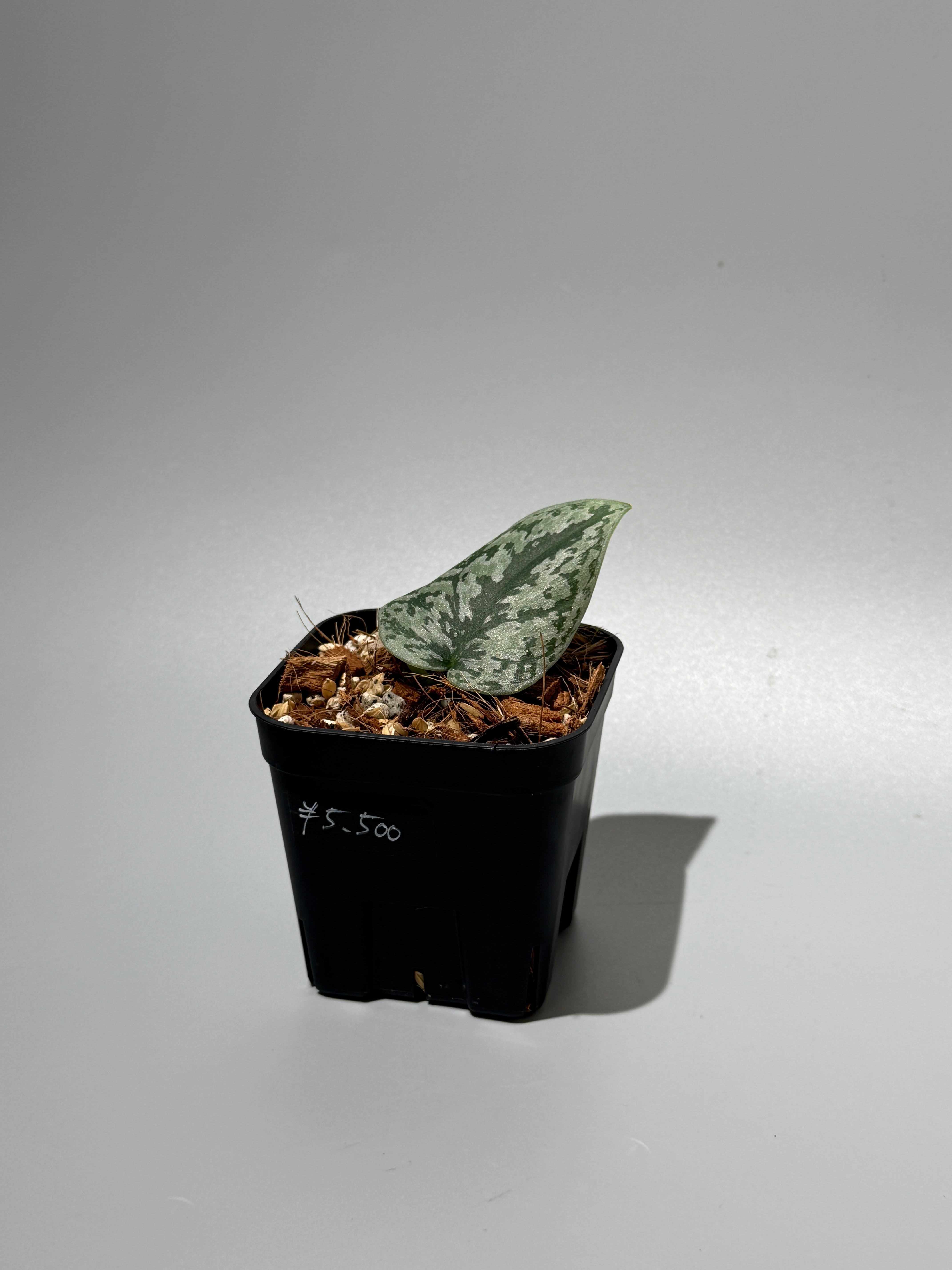 All Plants – Nakayama-Plants