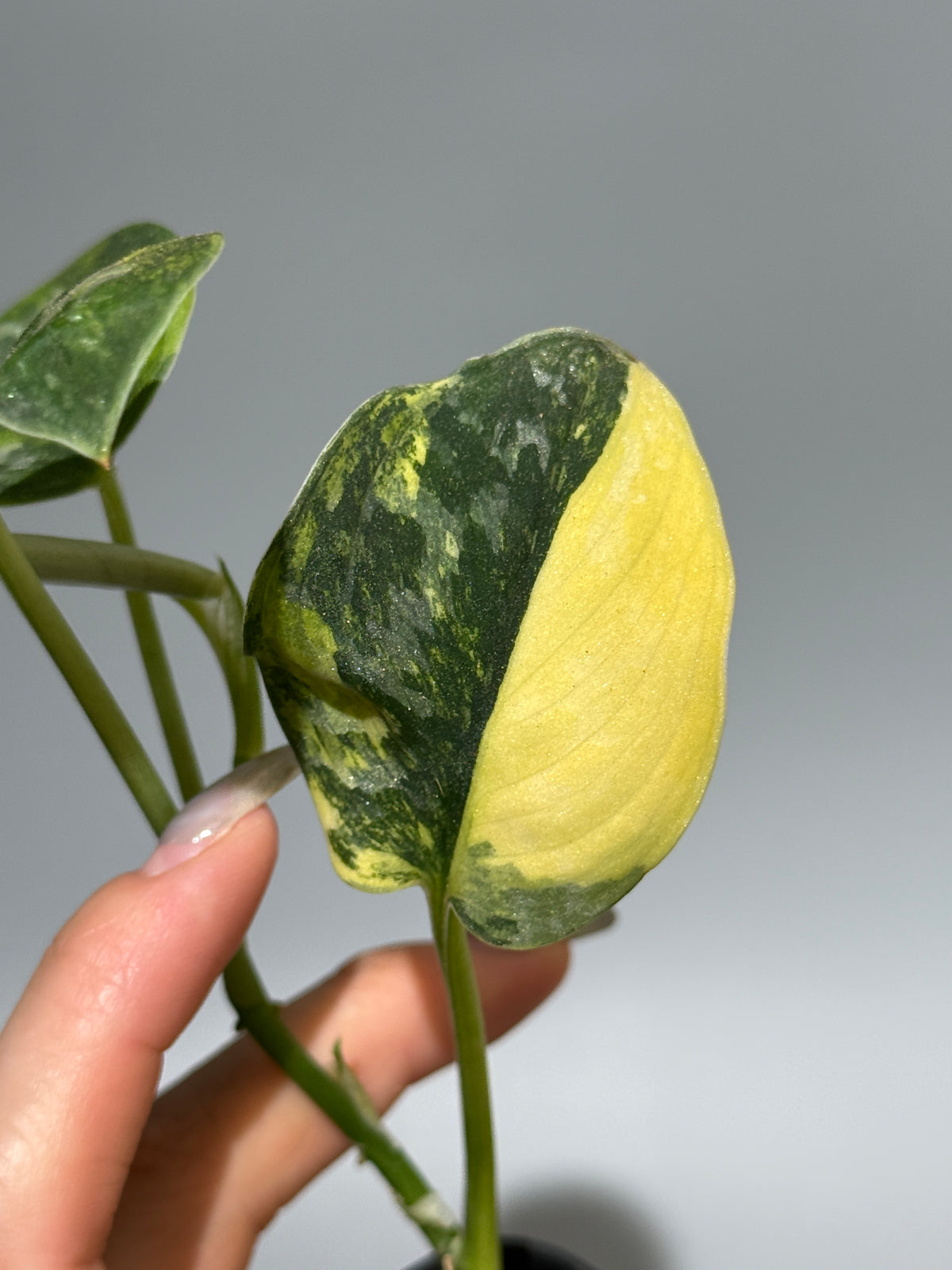 スキンダプサス グリーン ダイヤモンド / Scindapsus Green diamond (2)