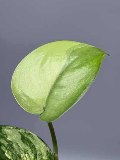 スキンダプサス ジェイドサテン オーレア  / Scindapsus jadesatin aurea (2)