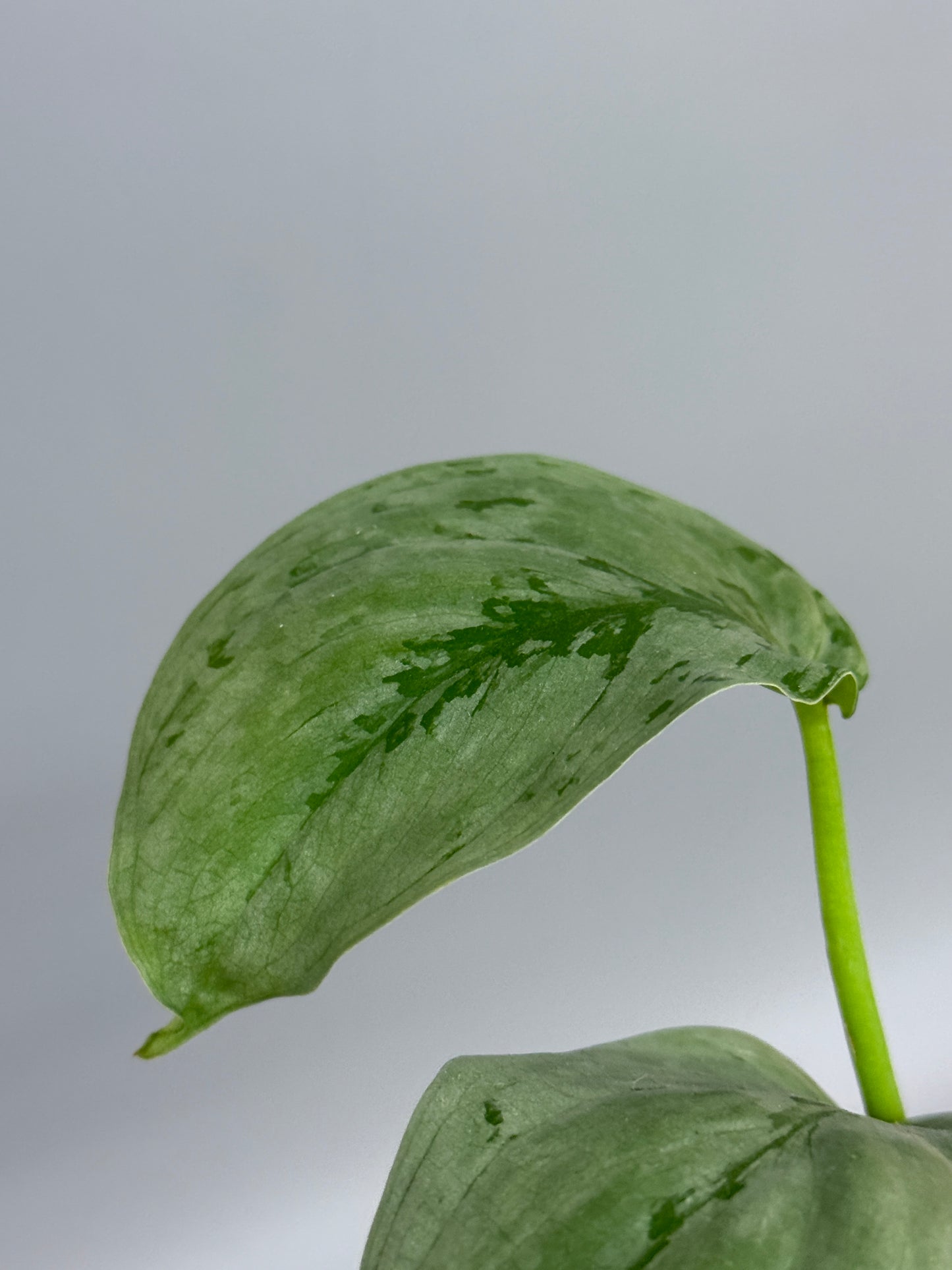 スキンダプサス sp.ジャンビ / Scindapsus sp.jambi (2)