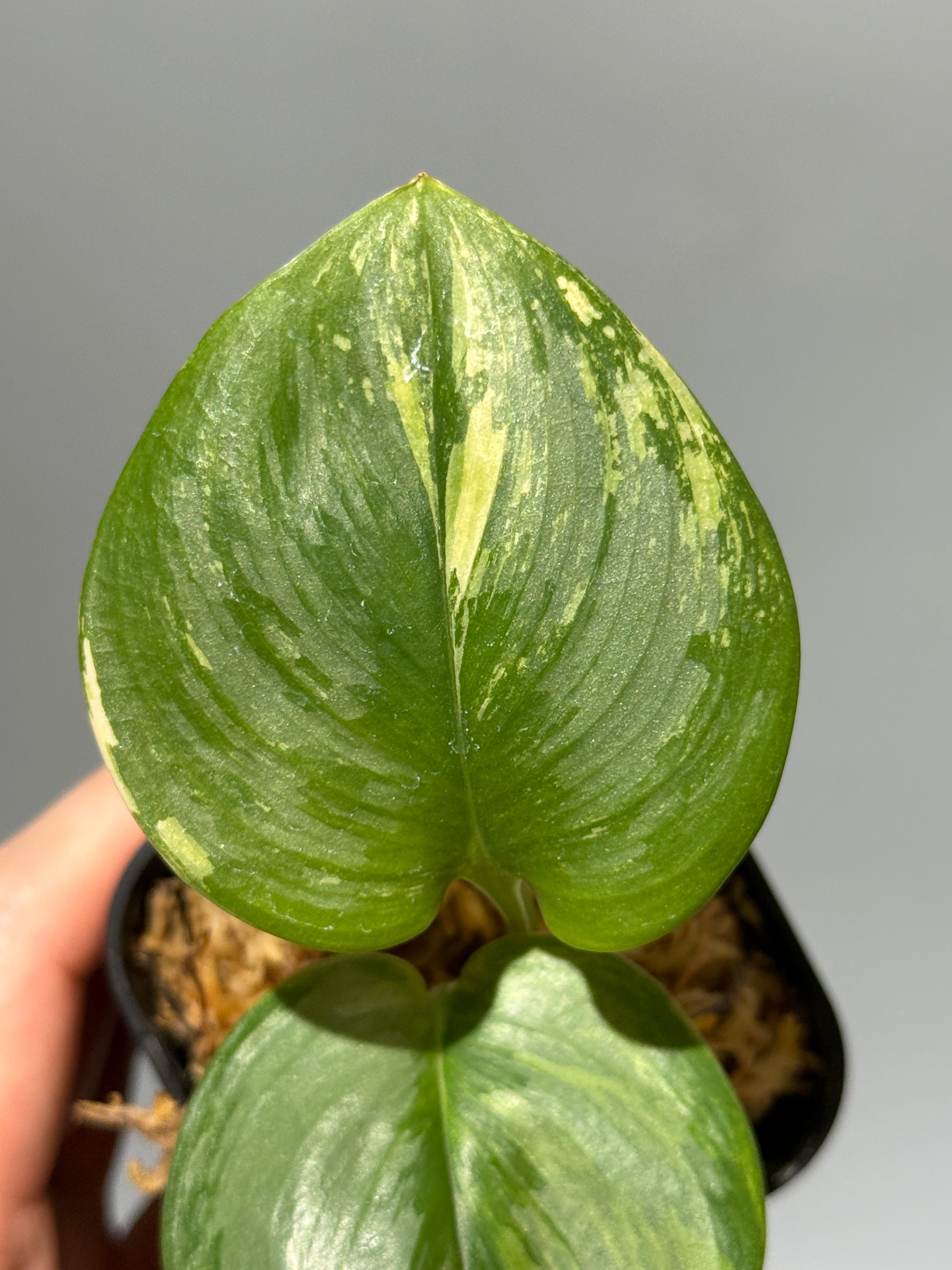 スキンダプサス ルビコン 斑入り  / Scindapsus Rubicon var.  (1)