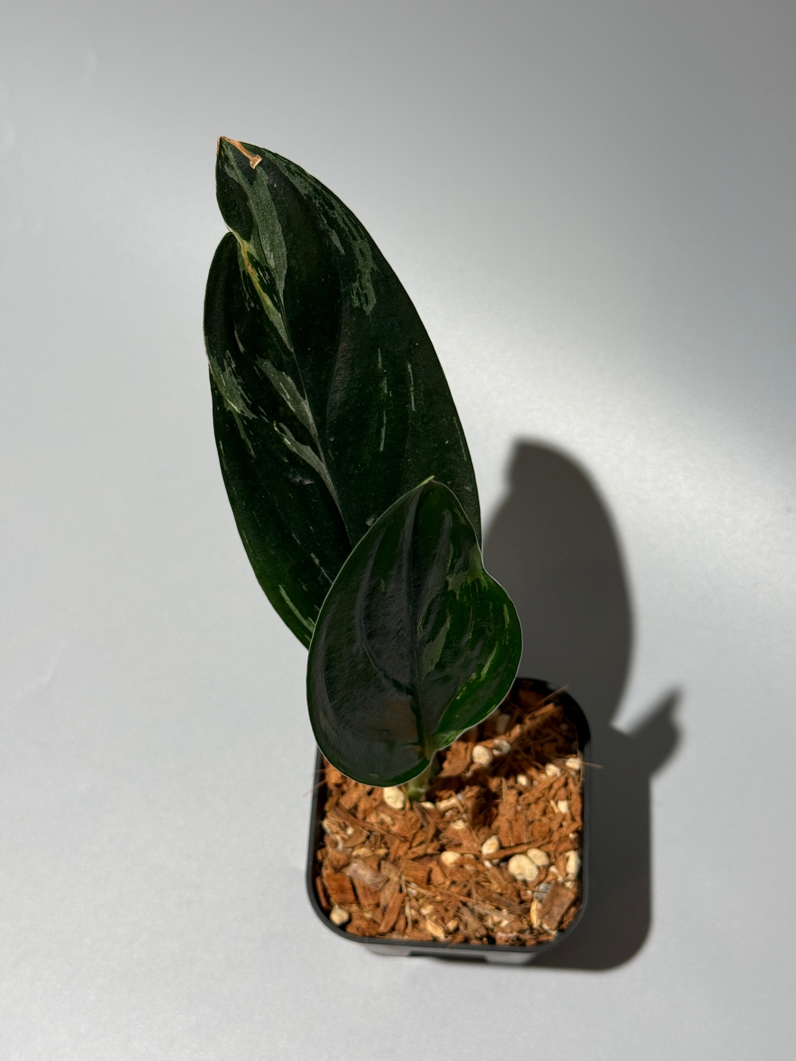 All Plants – Page 2 – Nakayama-Plants