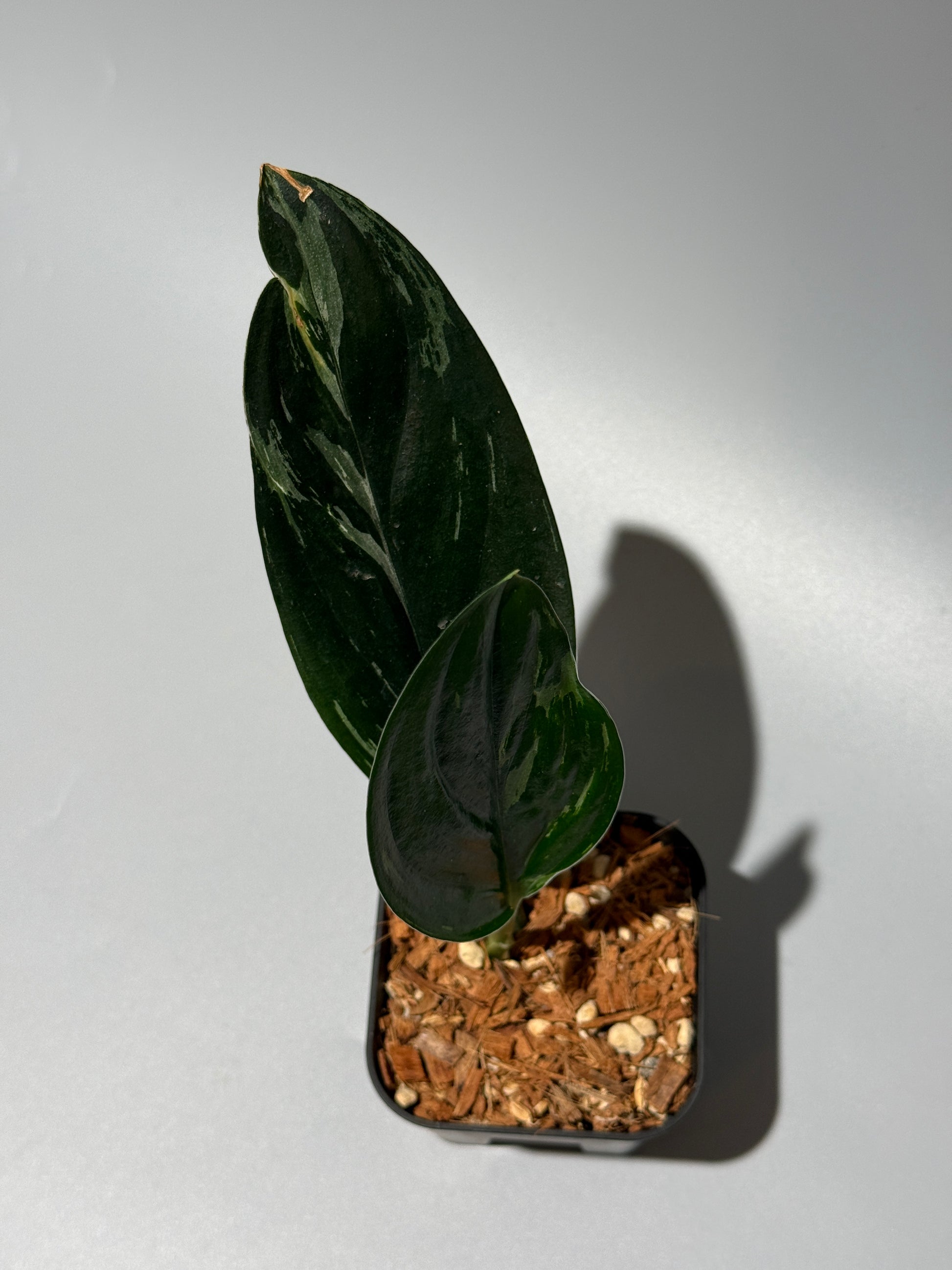 スキンダプサス トレビー ダークフォーム ミューテーション/Scindapsus Treubii darkform mutation (1)