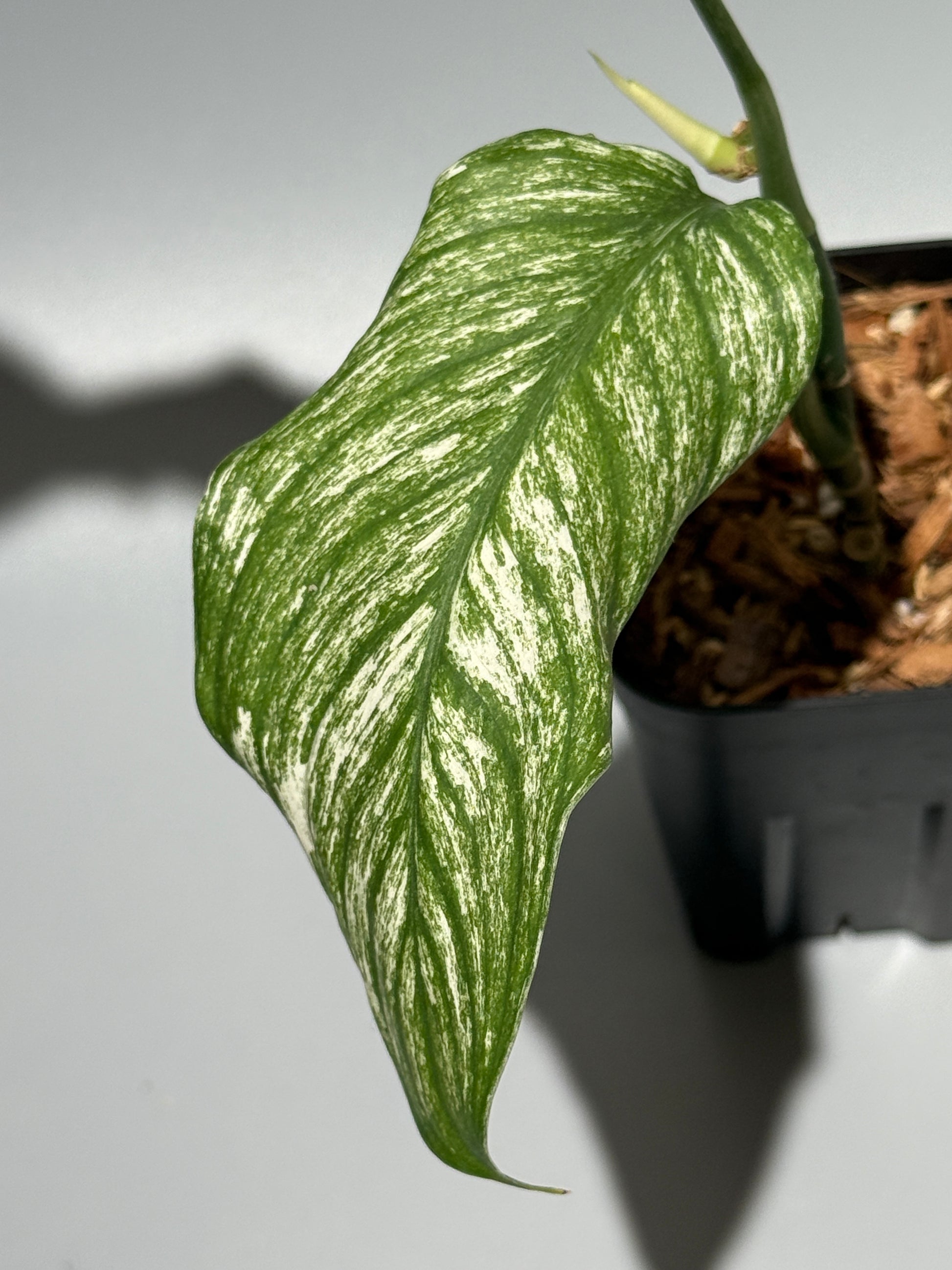 スキンダプサス ロンギピタス ミント  / Scindapsus Longistiptatus mint (1)