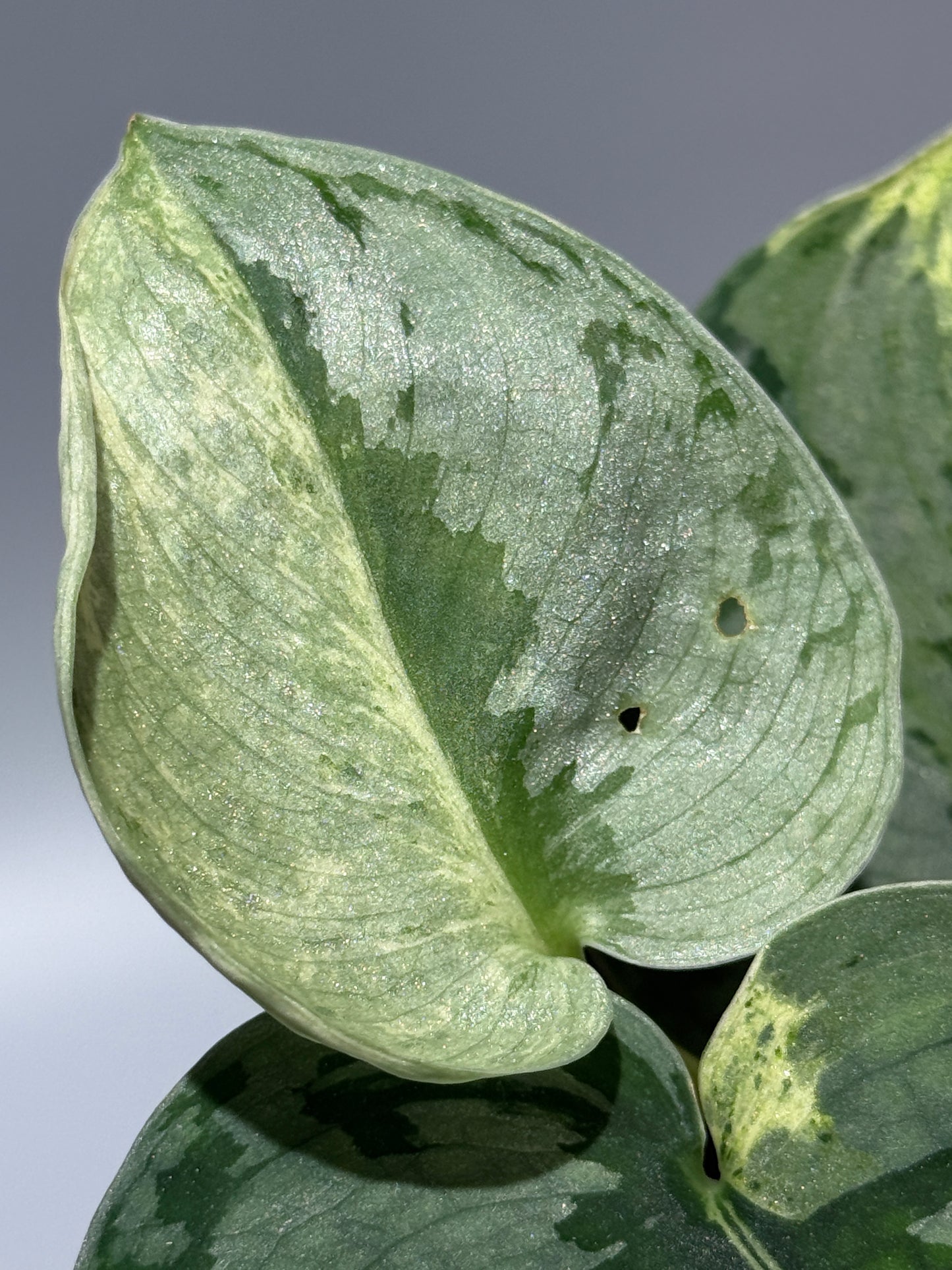 スキンダプサス スーパームーン チリン / Scindapsus Supermoon tilung (1)