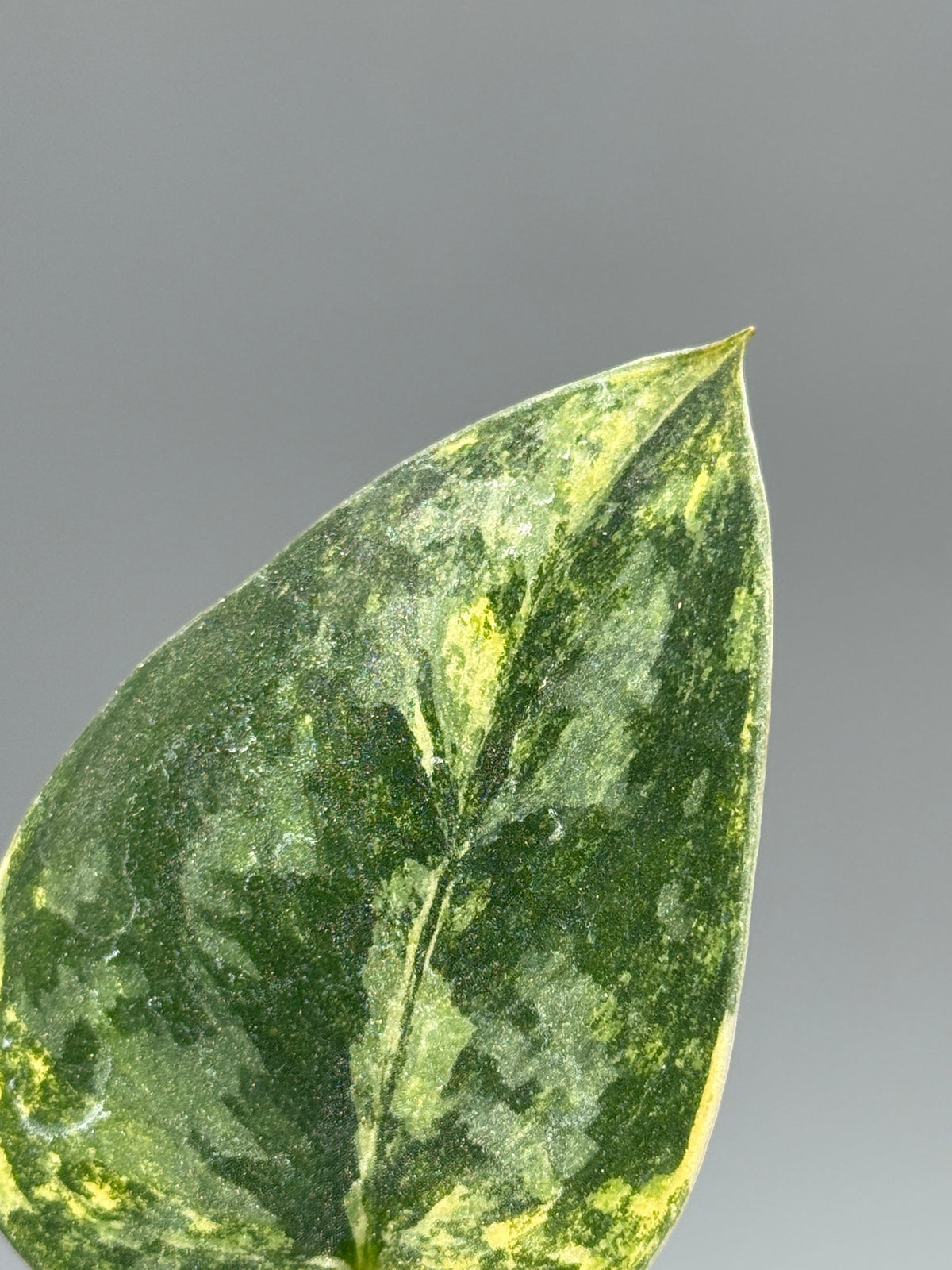 スキンダプサス グリーン ダイヤモンド / Scindapsus Green diamond (1)