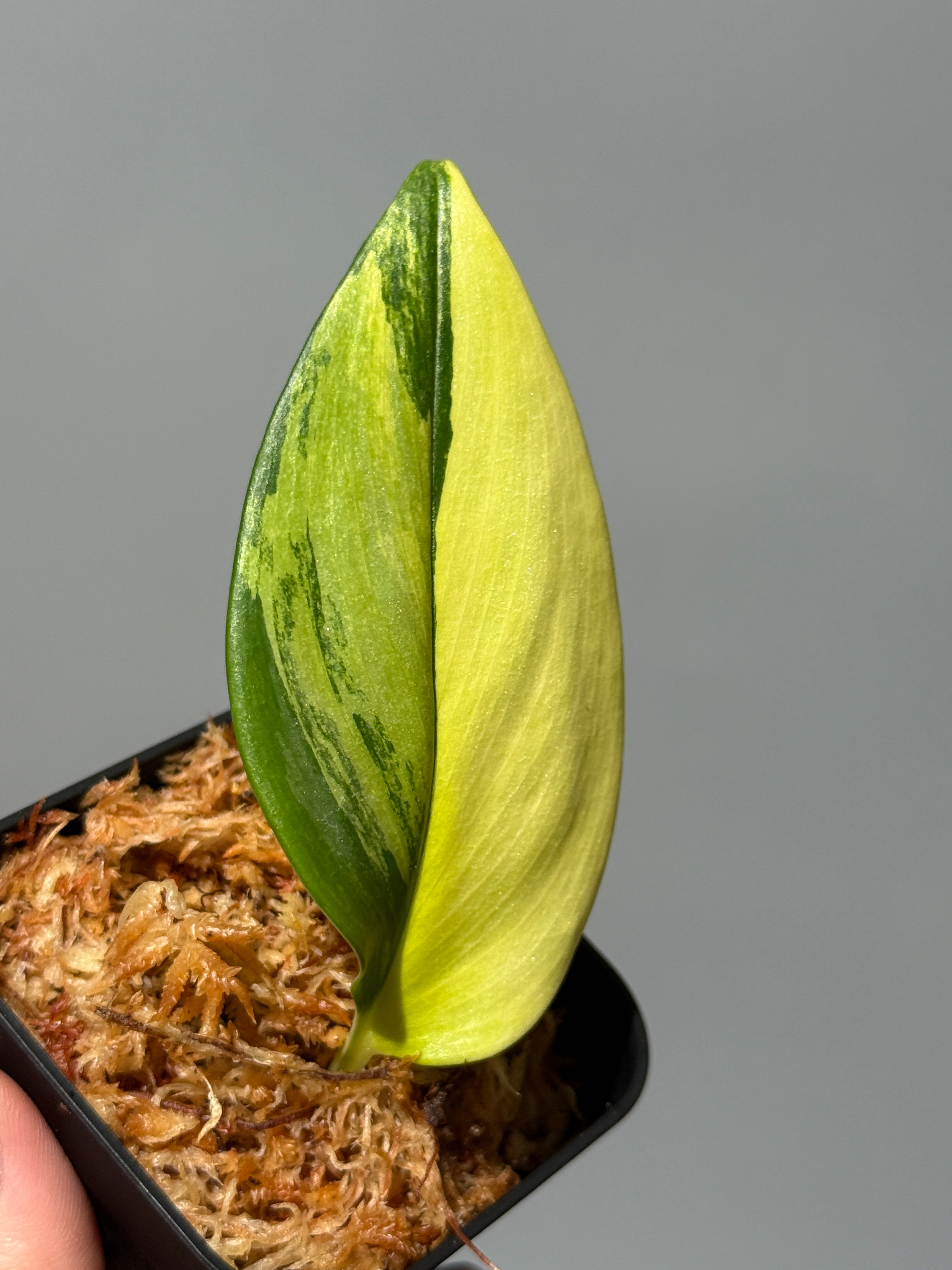 All Plants – Nakayama-Plants