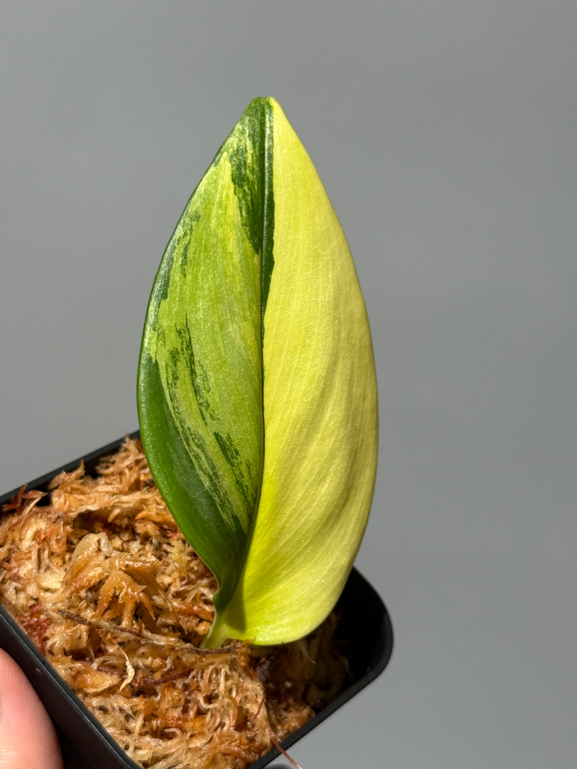 スキンダプサス ルビコン オーレア  / Scindapsus rubicon aurea (1)