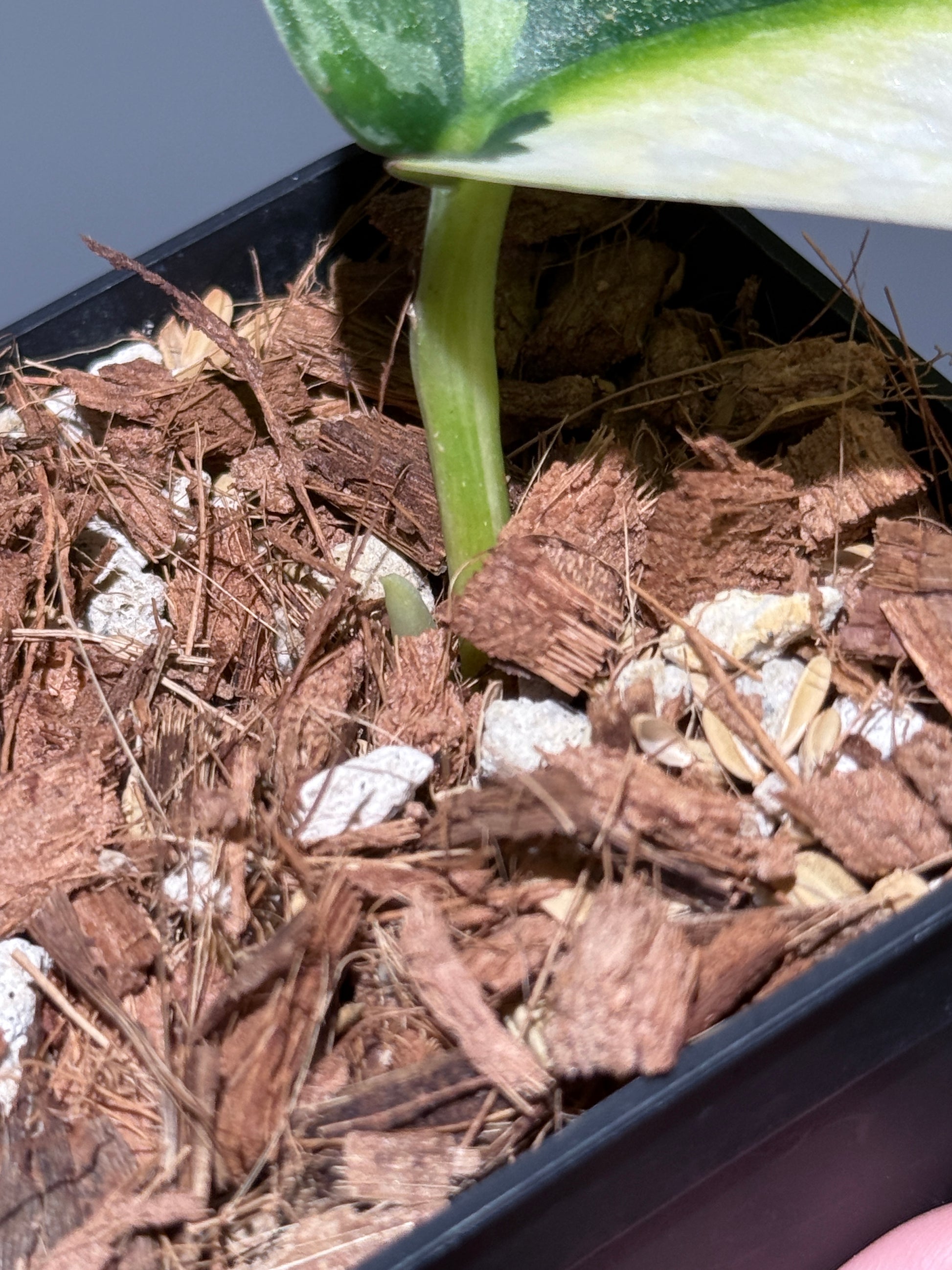 スキンダプサス ラカンビニ / Scindapsus lakambini  (1)