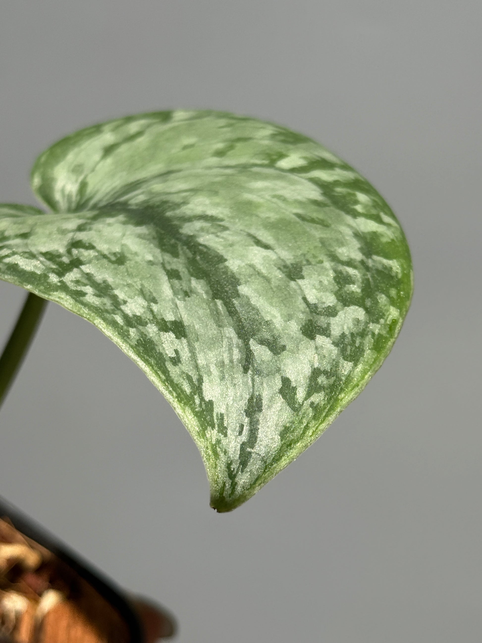 スキンダプサス sp.サラク / Scindapsus sp.salak (1)