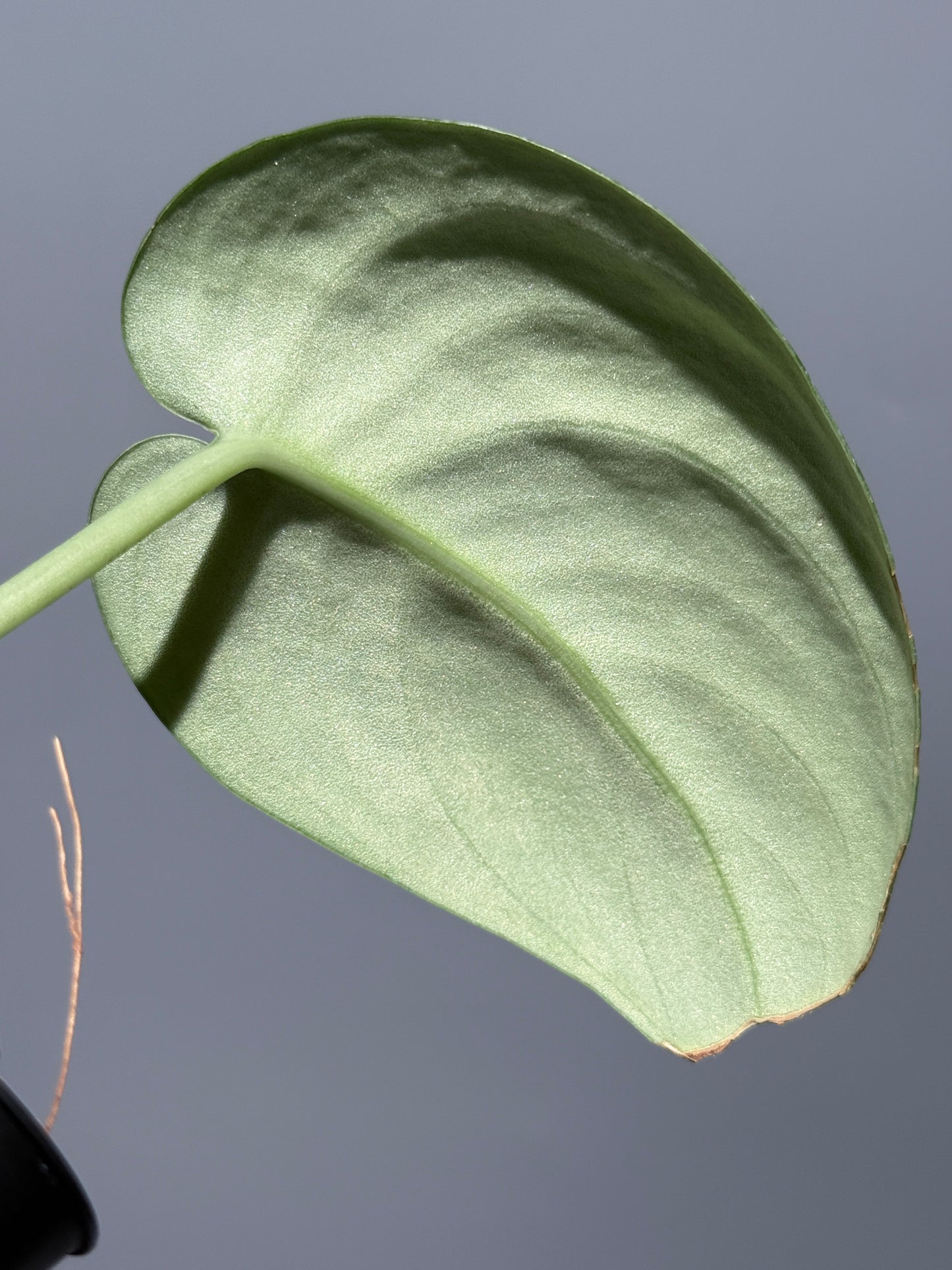 スキンダプサス エキゾチカ グローシ sp.サラワク / Scindapsus exotica glosy sp.serawak (2)