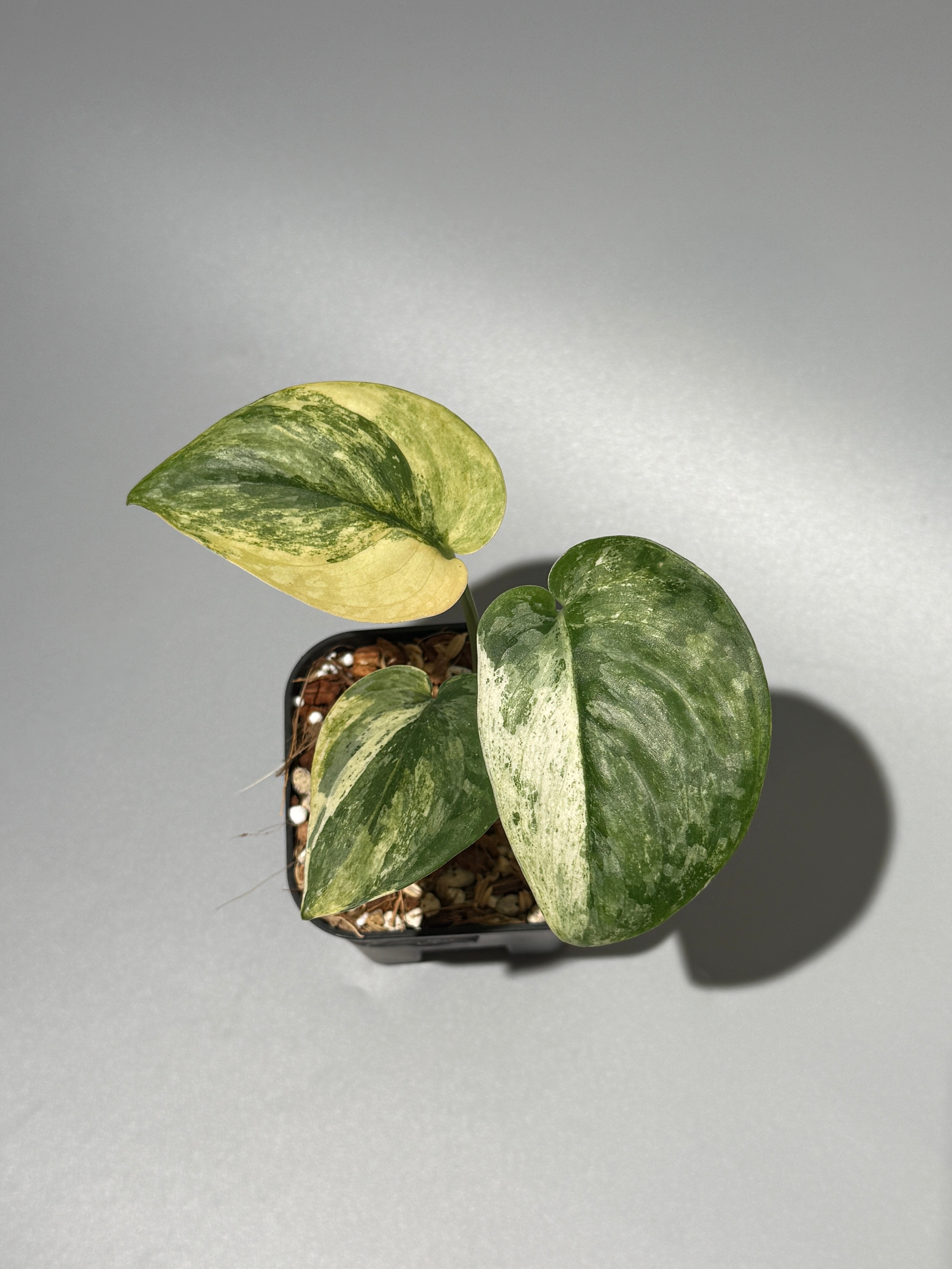 All Plants – Page 2 – Nakayama-Plants