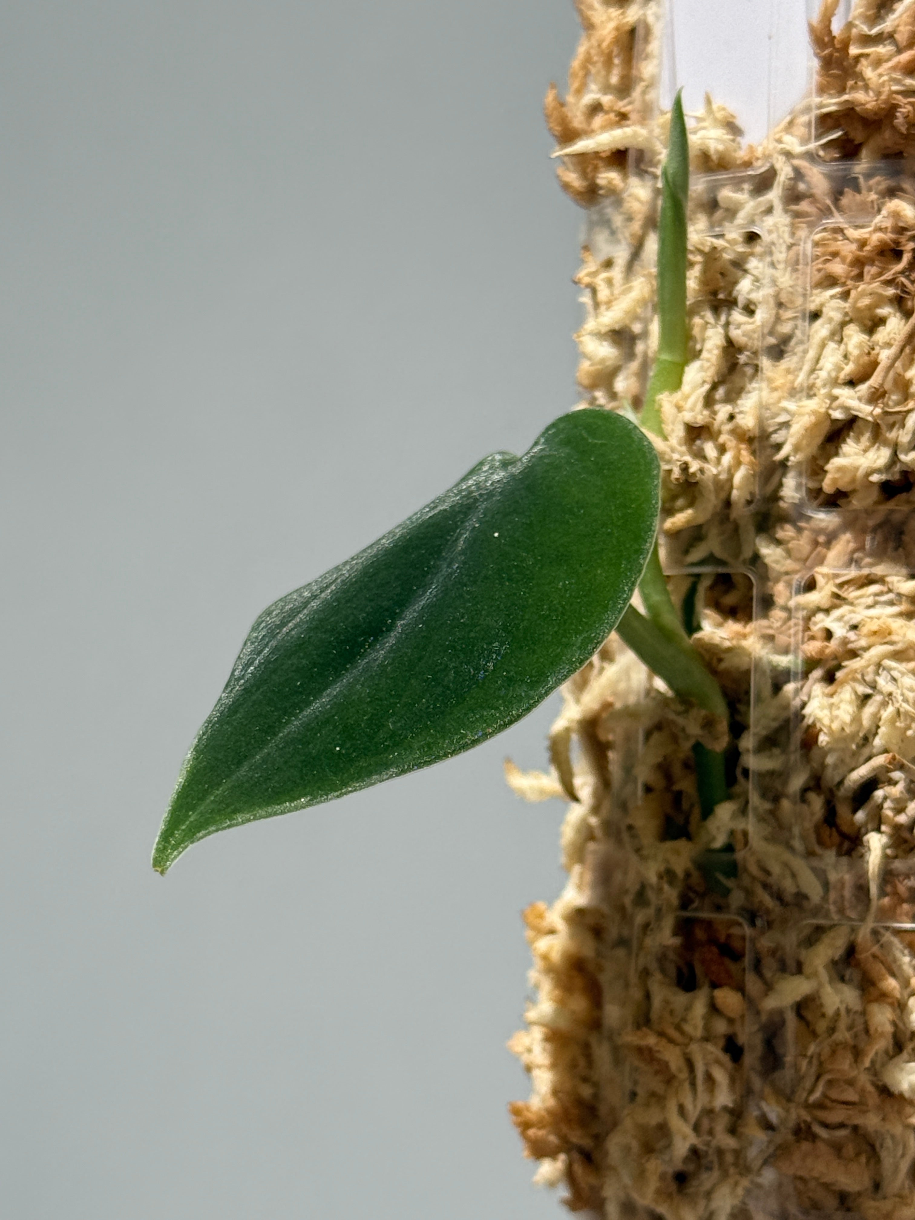 商品 – Page 3 – Nakayama-Plants