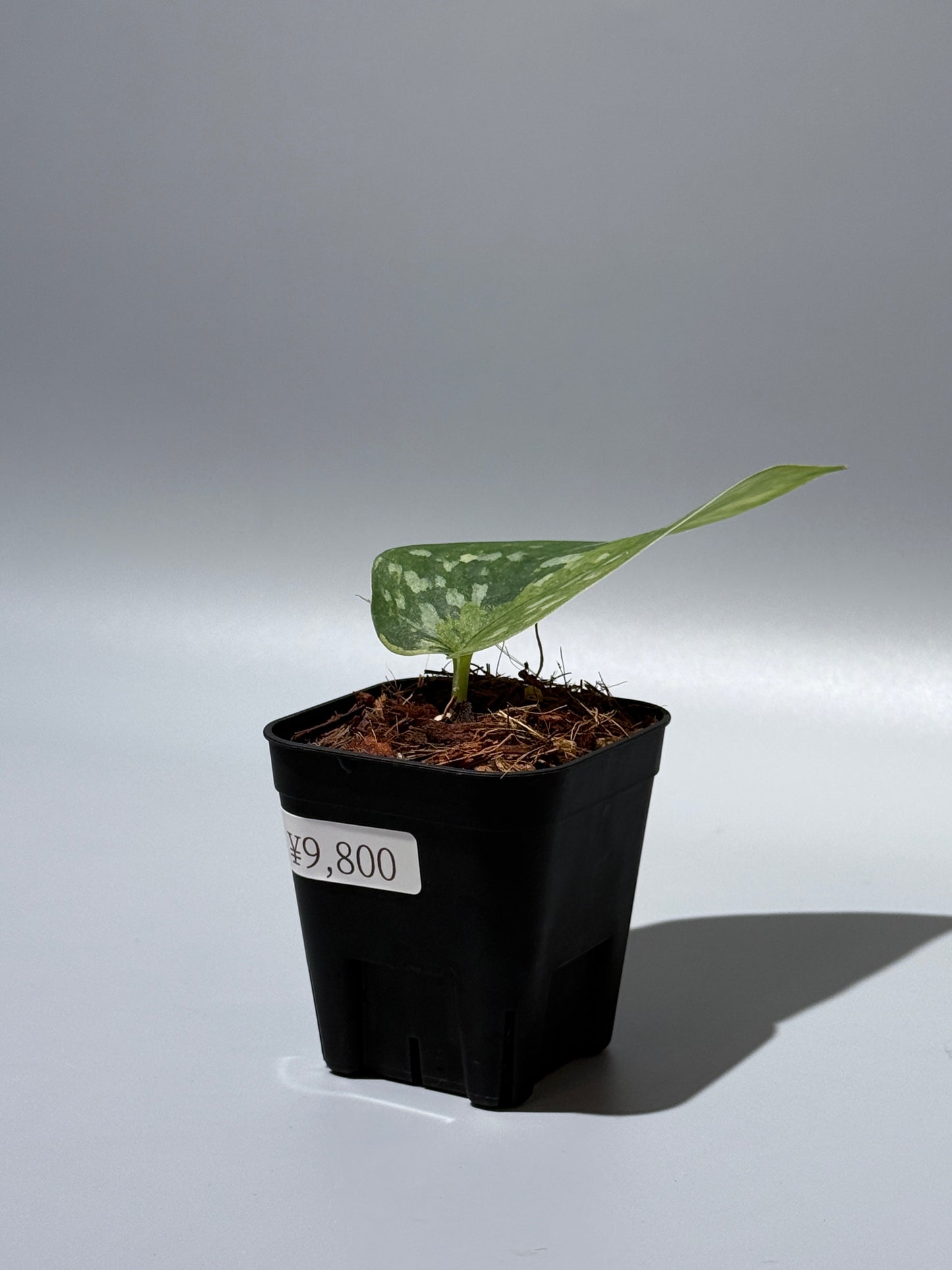 スキンダプサス マッチャ / Scindapsus matcha (3)