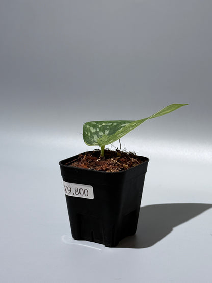 スキンダプサス マッチャ / Scindapsus matcha (3)