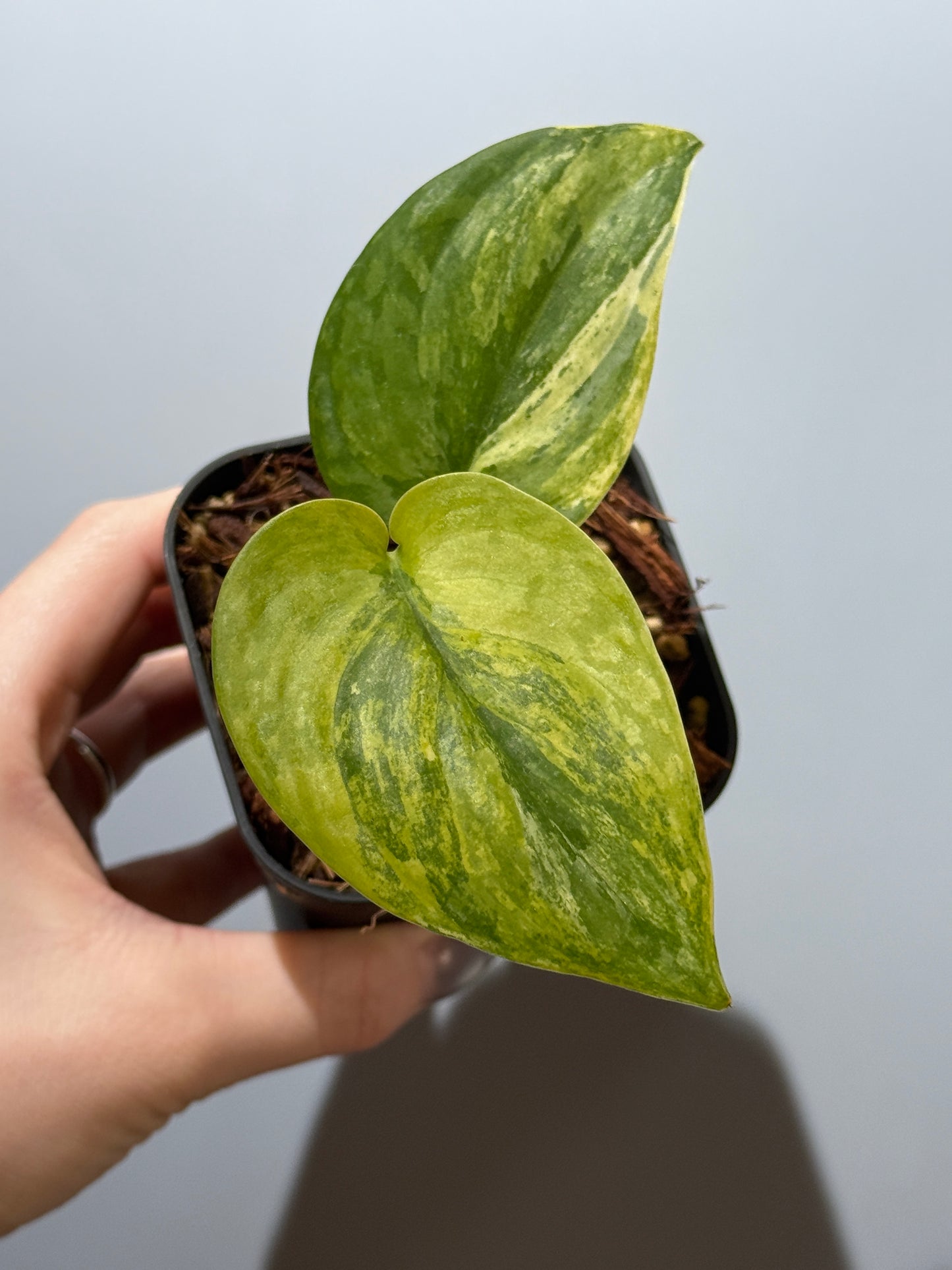 スキンダプサス プサカ / Scindapsus pusaka  (2)