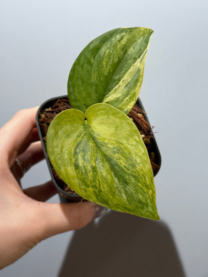 スキンダプサス プサカ / Scindapsus pusaka  (2)