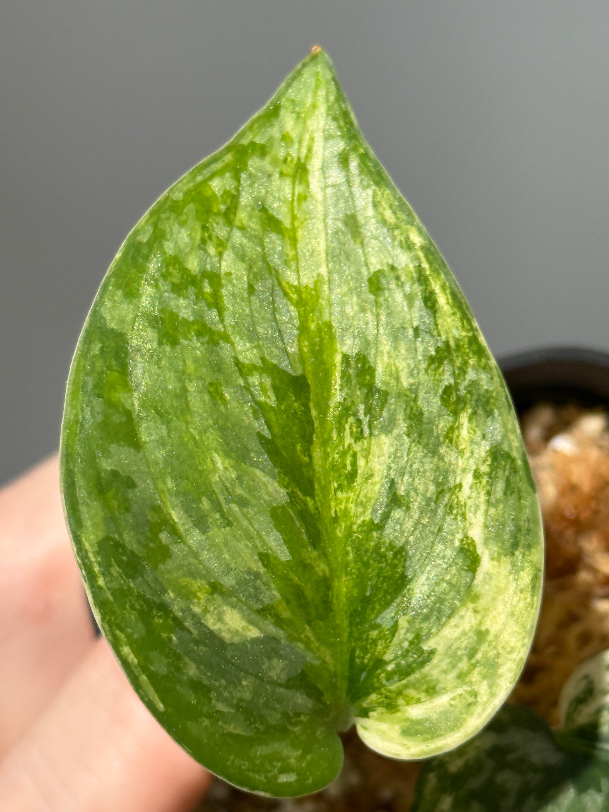 スキンダプサス エキゾチカ サラカ トリカラー  / Scindapsus Exotica salaka toricolor (1)