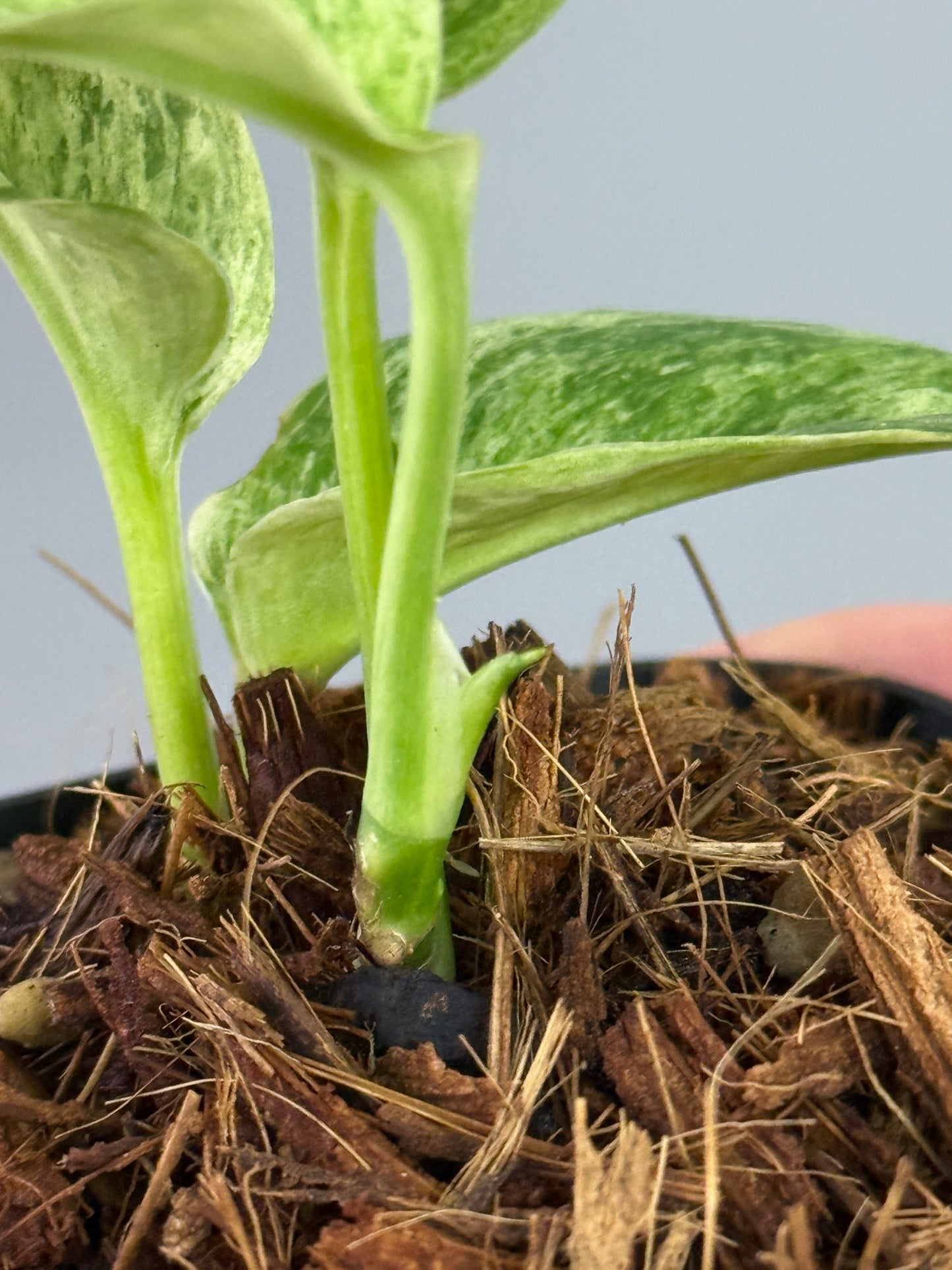 スキンダプサス トレビー マーブル  / Scindapsus treubii marble  (3)