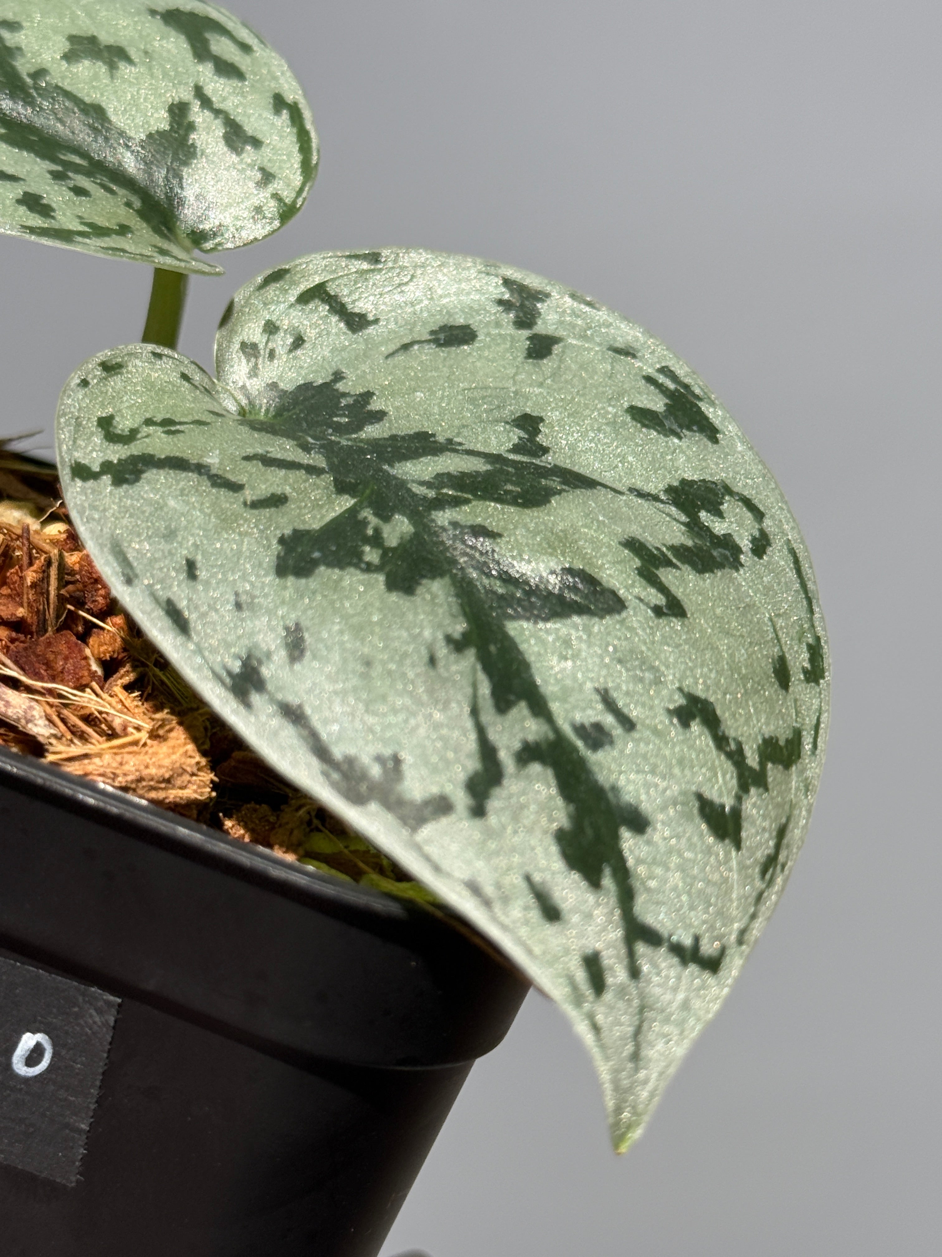 All Plants – Nakayama-Plants