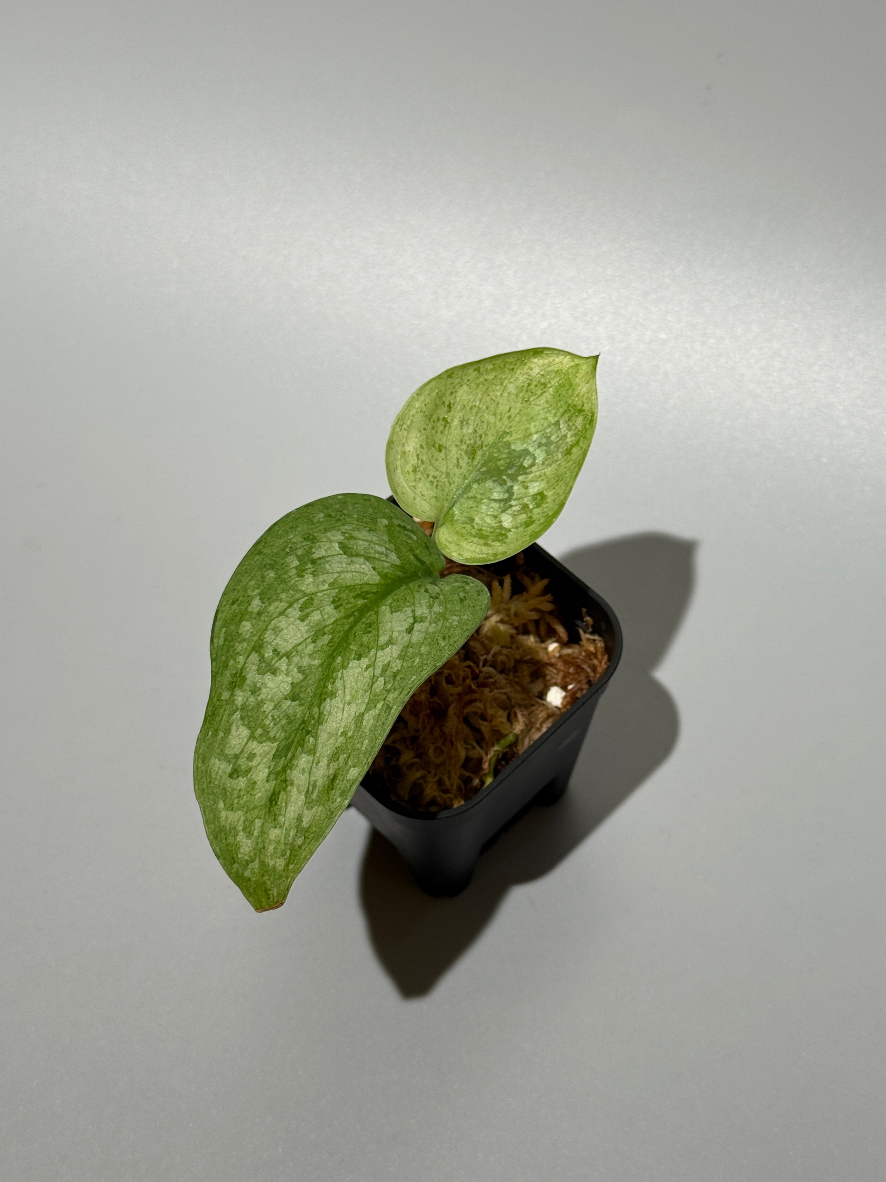 All Plants – Nakayama-Plants