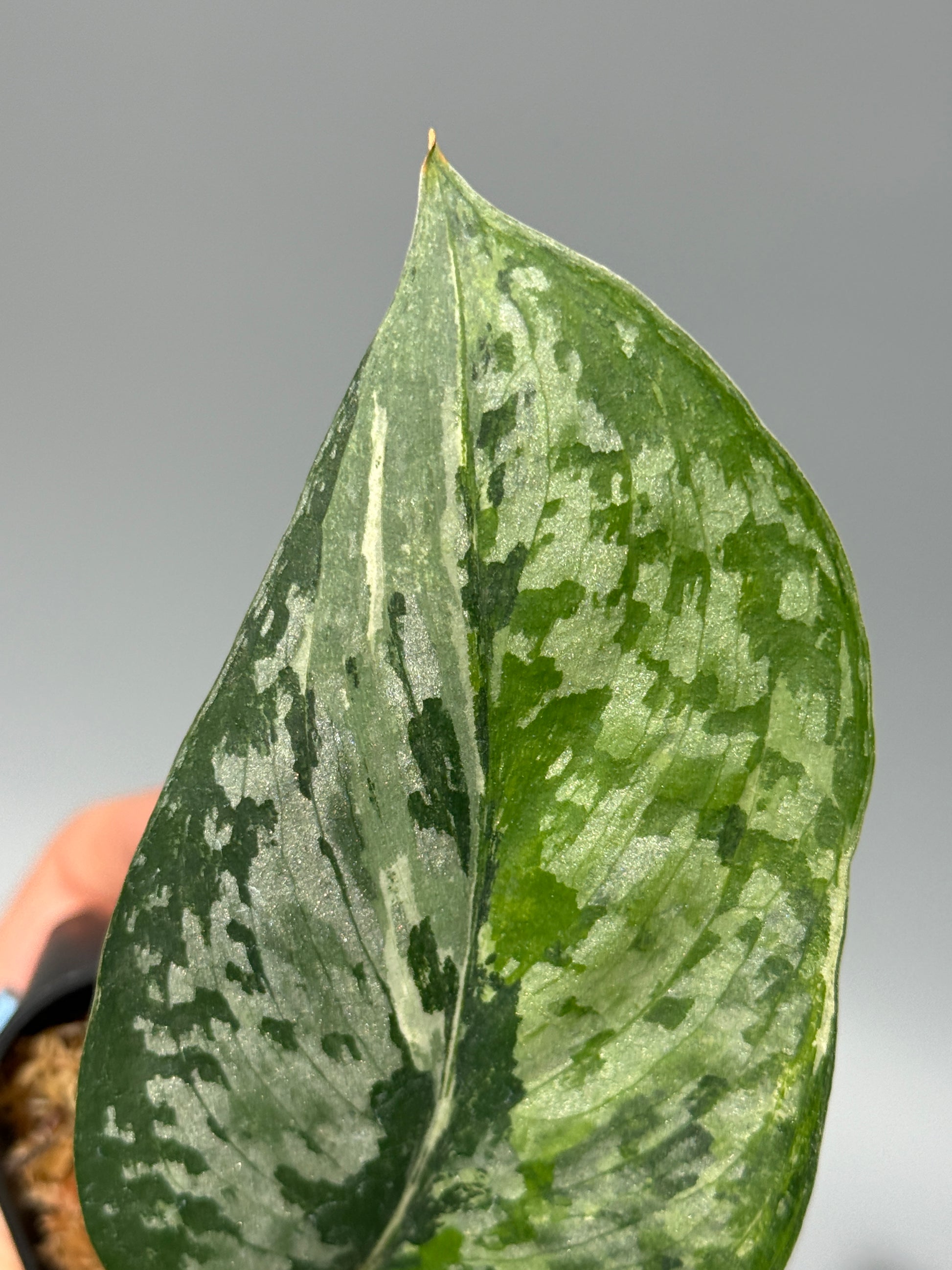 スキンダプサス エキゾチカ サラカ トリカラー  / Scindapsus Exotica salaka toricolor (1)
